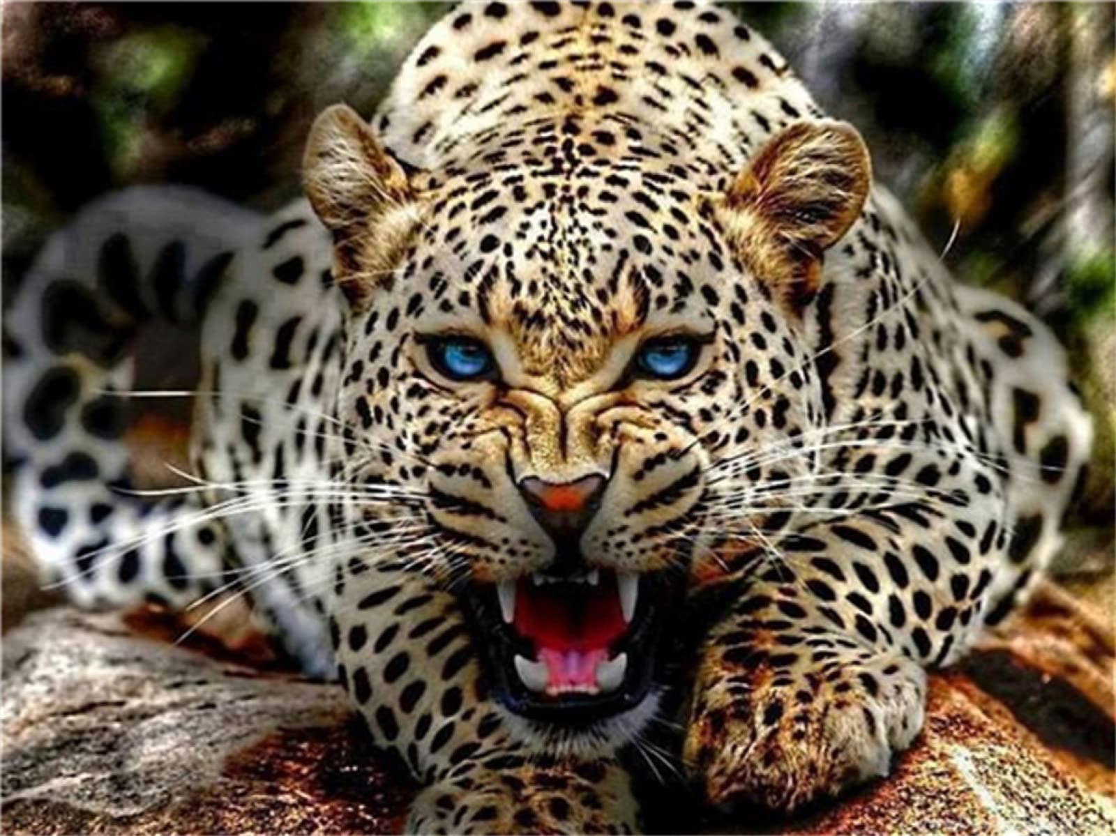 DIY 5D Diamond Painting Broderie Diamant Kit Complet Léopard