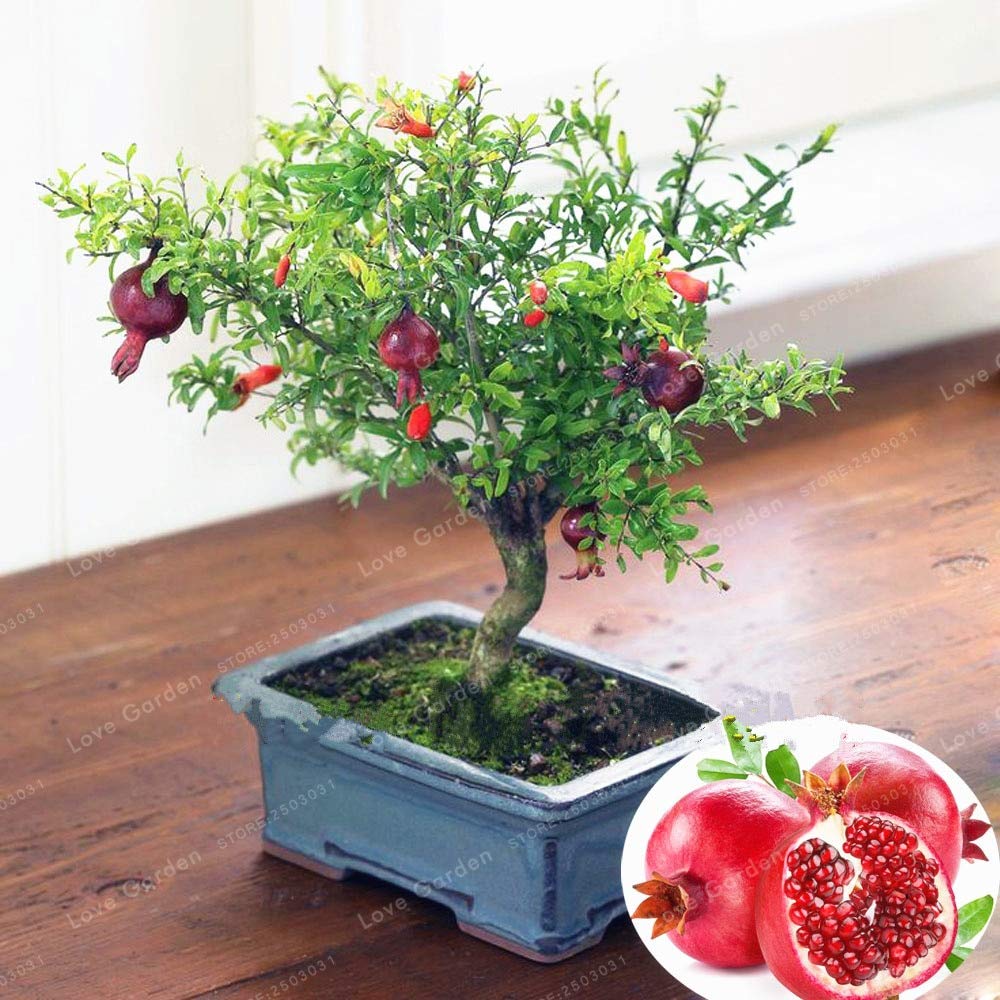 MAPPLEGREEN 20 Pcs/Bag Bonsai Pomegranate Bonsai Very Sweet Delicious Fruit Bonsai Succulents Tree Bonsai Plant for Home Garden Pot
