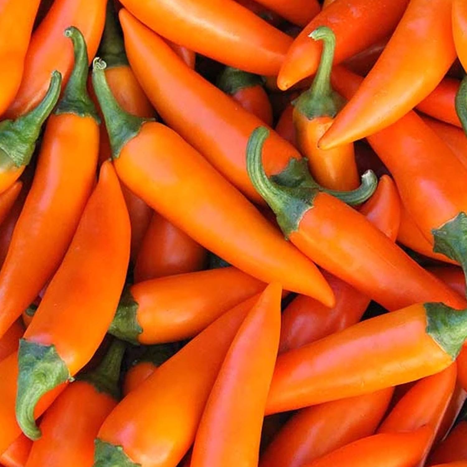Pepper Seeds - Hot - Bulgarian Carrot - 1 Oz ~5000 Seeds - Capsicum annuum - Non-GMO, Heirloom - Farm & Vegetable Garden