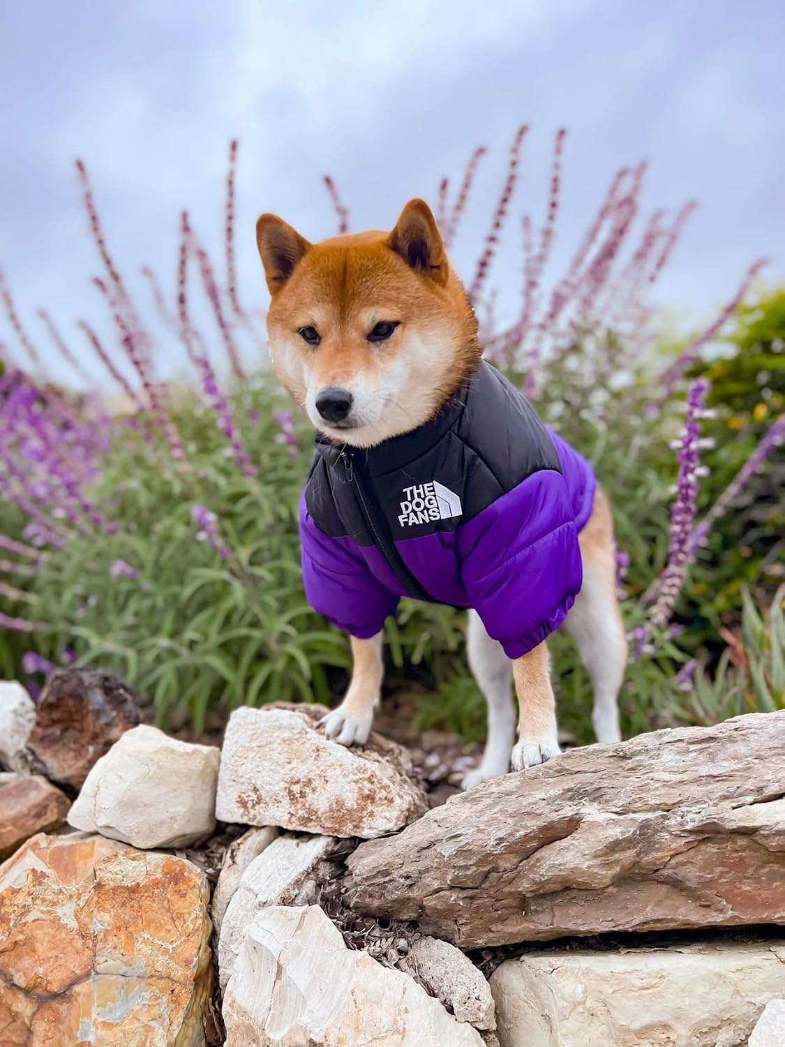 ChoChoCho Cozy Dog Coat - Warm Stylish Dog Jacket for Cold Weather, Snow & Winter (M, Purple)