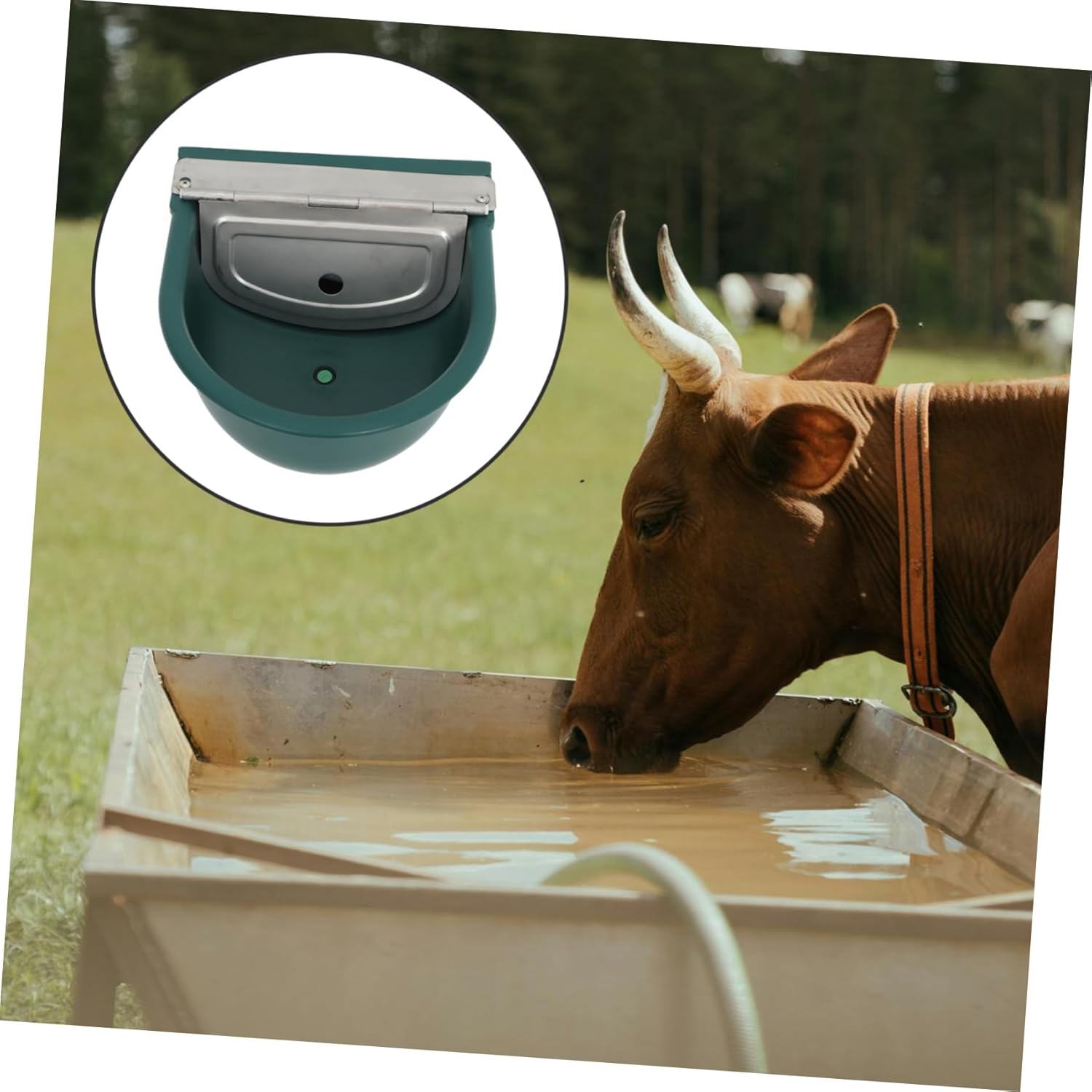 Farm Animal Drinking Water Bowl Automatic Water Dispenser for Cows Horses Sheep Outdoor Livestock Waterer Robust Plastic Metal Effortless Installation