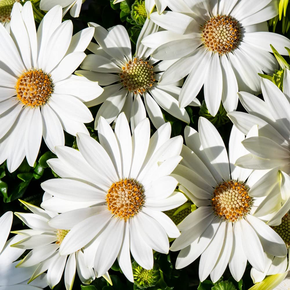 Osteospermum Hardy Garden Plants, Summer Flowering Perennial, Drought Tolerant, Low Maintenance Plants, 3 x Osteospermum Snow Pixie Jumbo Plug Plants by Thompson & Morgan