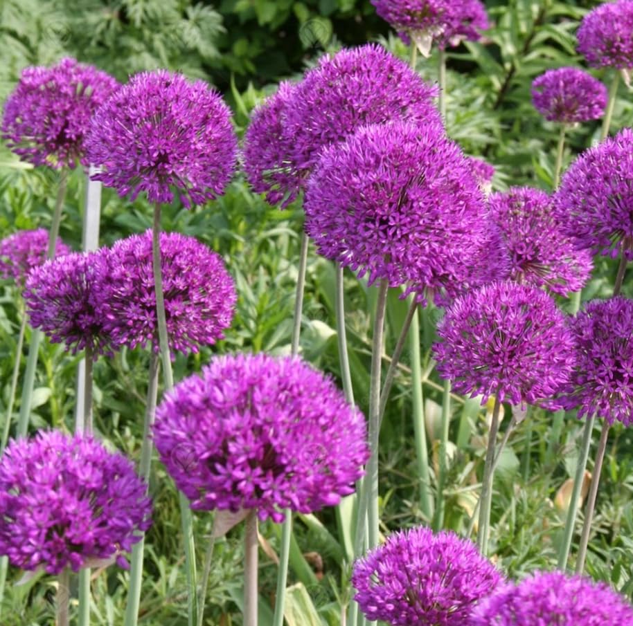 5 Bulbs Giant Gladiator Allium Bulbs for Planting Ornamental Onions Tubers Globe Purple Allium Flowers
