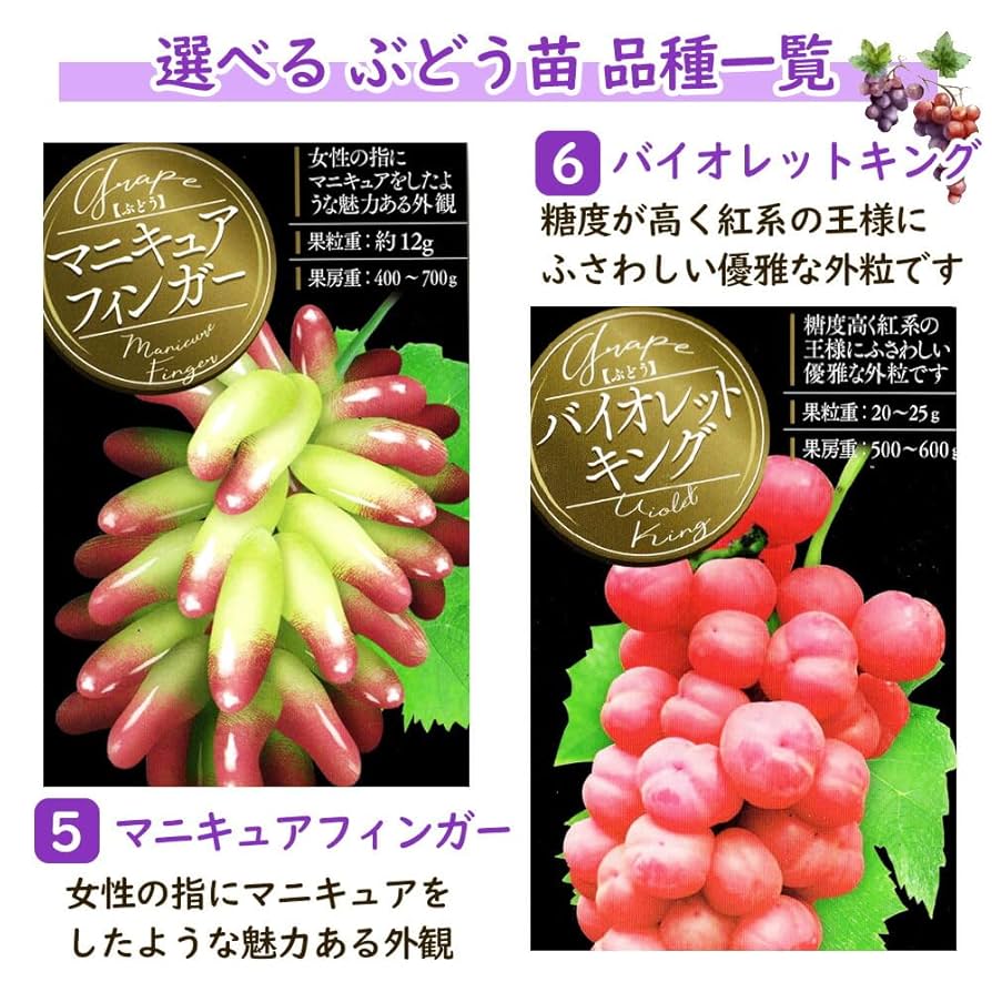 とうふ苗木 71oRrD6i1yL._UF894,1000_QL80_.jpg