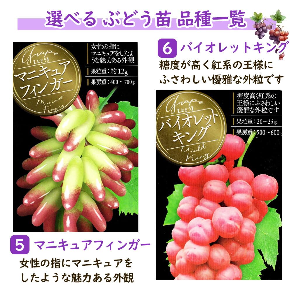 Amazon.co.jp: ぶどう 苗 苗木 挿木苗 【 バイオレットキング 】 10.5