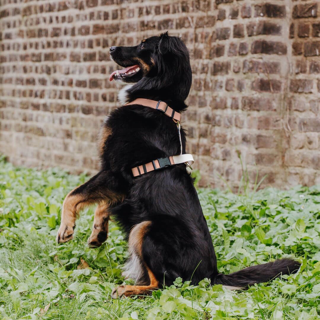 Outdoor Hundegeschirr Handmade, 5-Fach verstellbar & wasserfest, kleine bis sehr große Hunde, Führgeschirr Brustgeschirr Führungsgeschirr Hund Training (Mocca/Mousse, M)