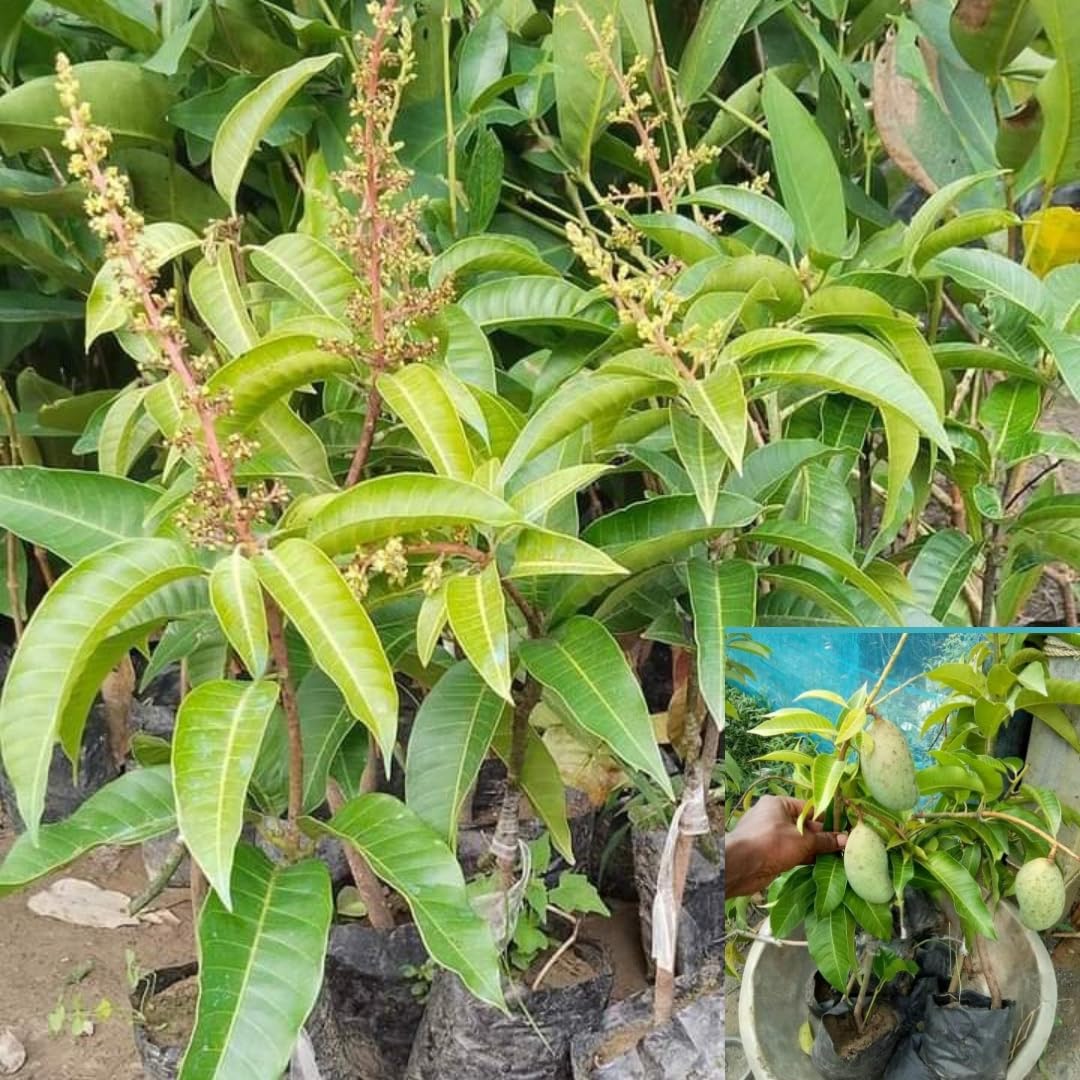 All Year Fruiting/Baramasi Grafted Katimon set of Thai Mango Plant High Yield Variety Upto 2 feet Height Combo of 2 2