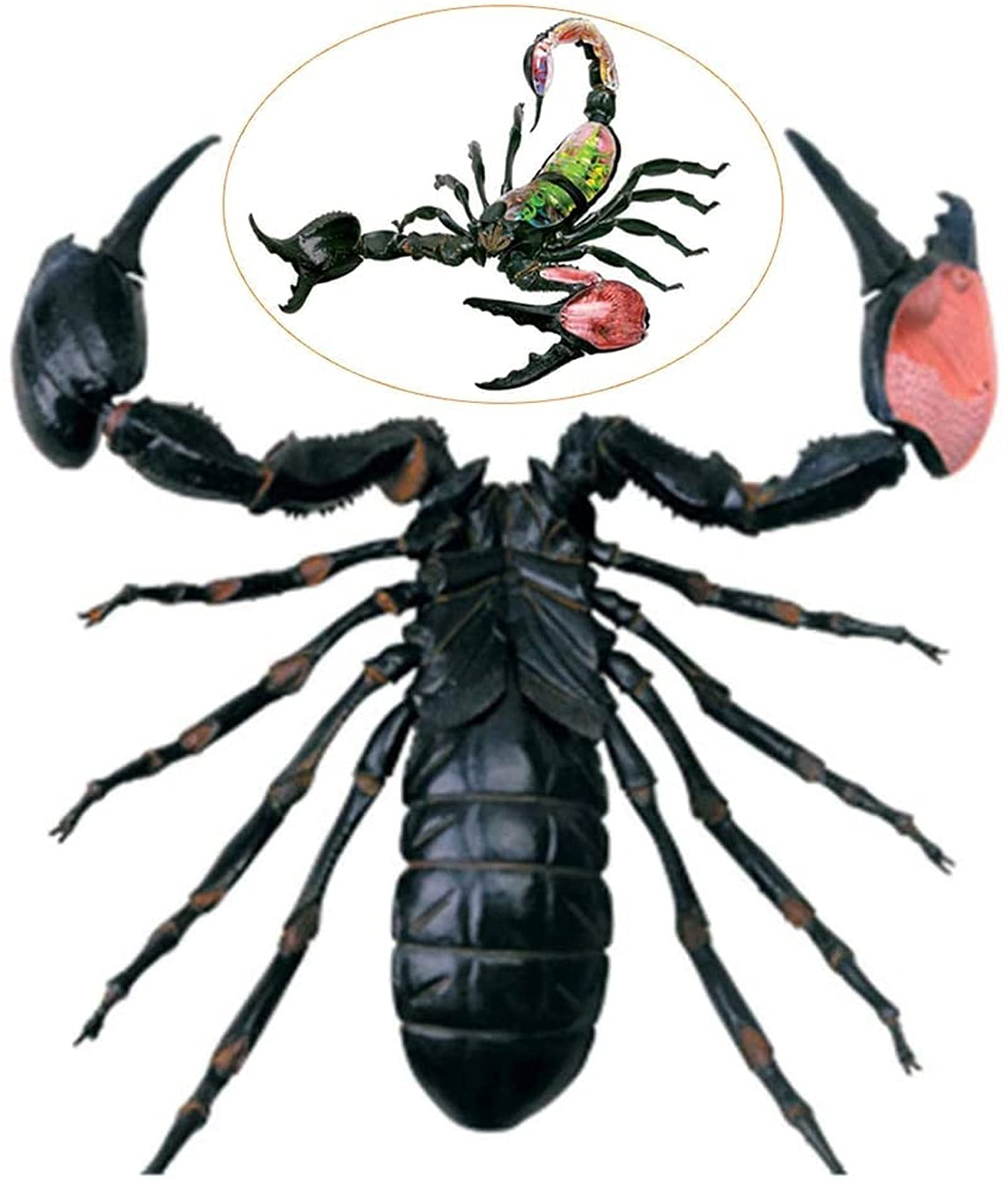Anatomiczny model symulowany Skorpion 4D puzzle montaż zabawka organy zwierząt model nauczania nauk edukacyjnych, modele i materiały edukacyjne do demonstracji