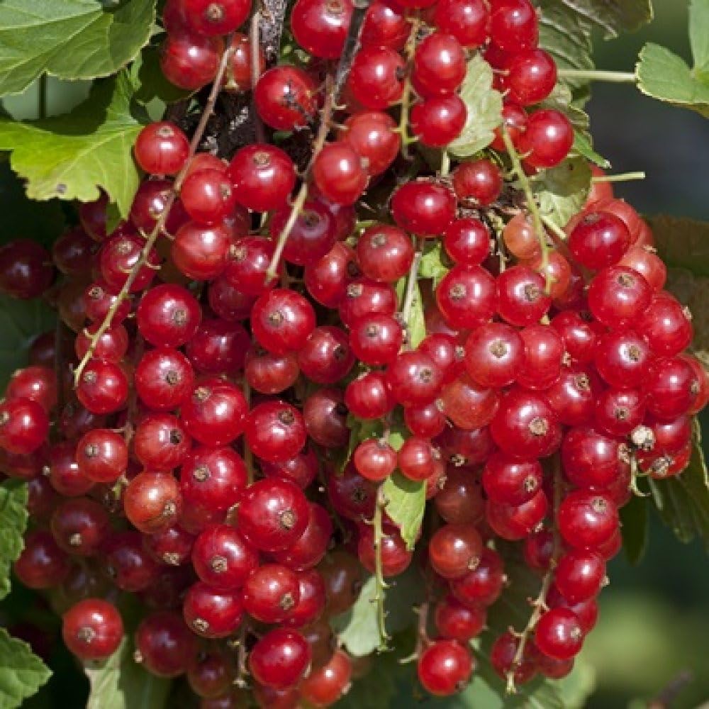 4-8" Tall Jonkheer Van Tets Red Currant, 1 Rooted Plant, 1 Year Old