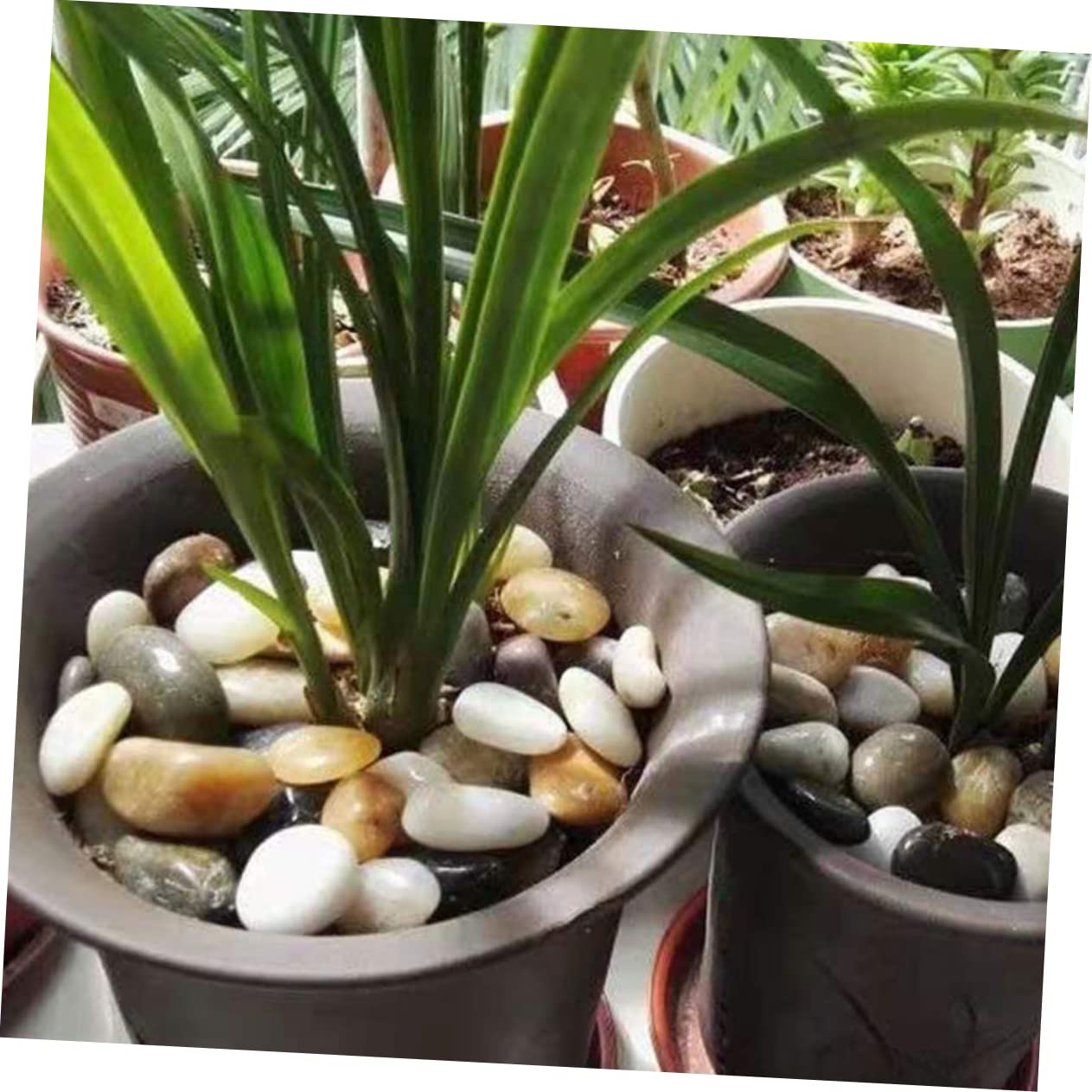 Toyvian Kieselsteine Je für Aquarien Dekoration und Pflanzenvase Natursteine für Arrangements und Wasserfeatures