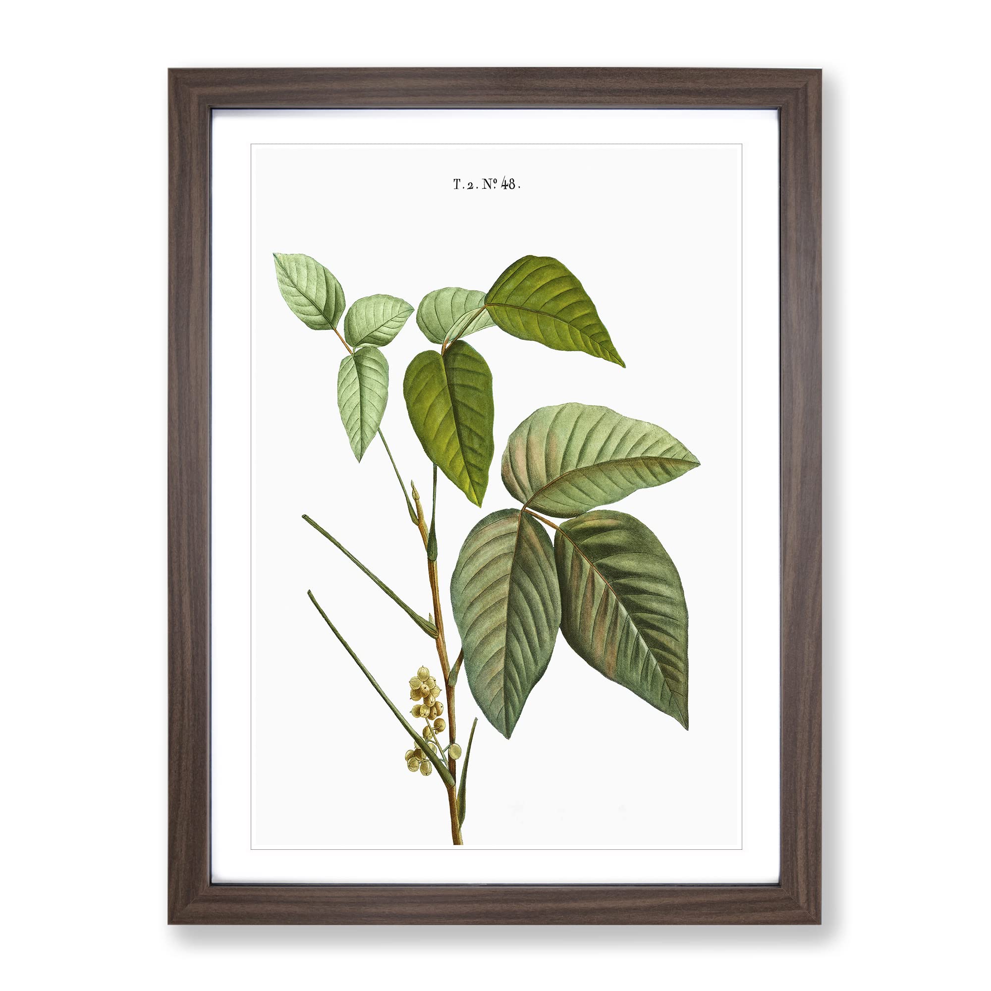 Poison Ivy By Pierre Joseph Redoute Vintage Framed Wall Art Print