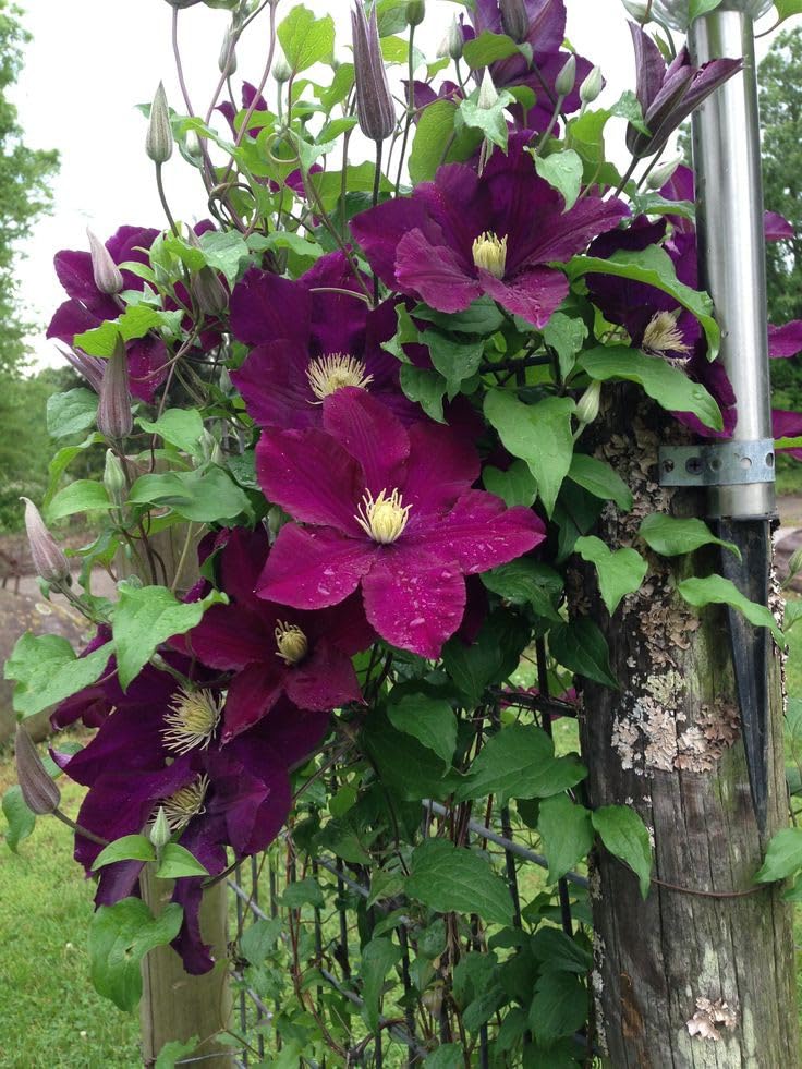 See full amazon price history chart for SVG® Clematis Creeper Single flower seeds Imported seeds & Home gardening pack of 30-40 seeds (purple) SVG® Clematis Creeper Single flower seeds Imported seeds & Home gardening pack of 30-40 seeds (purple) (B0CVTZR4F8) Amazon Price History, Amazon Price Tracker