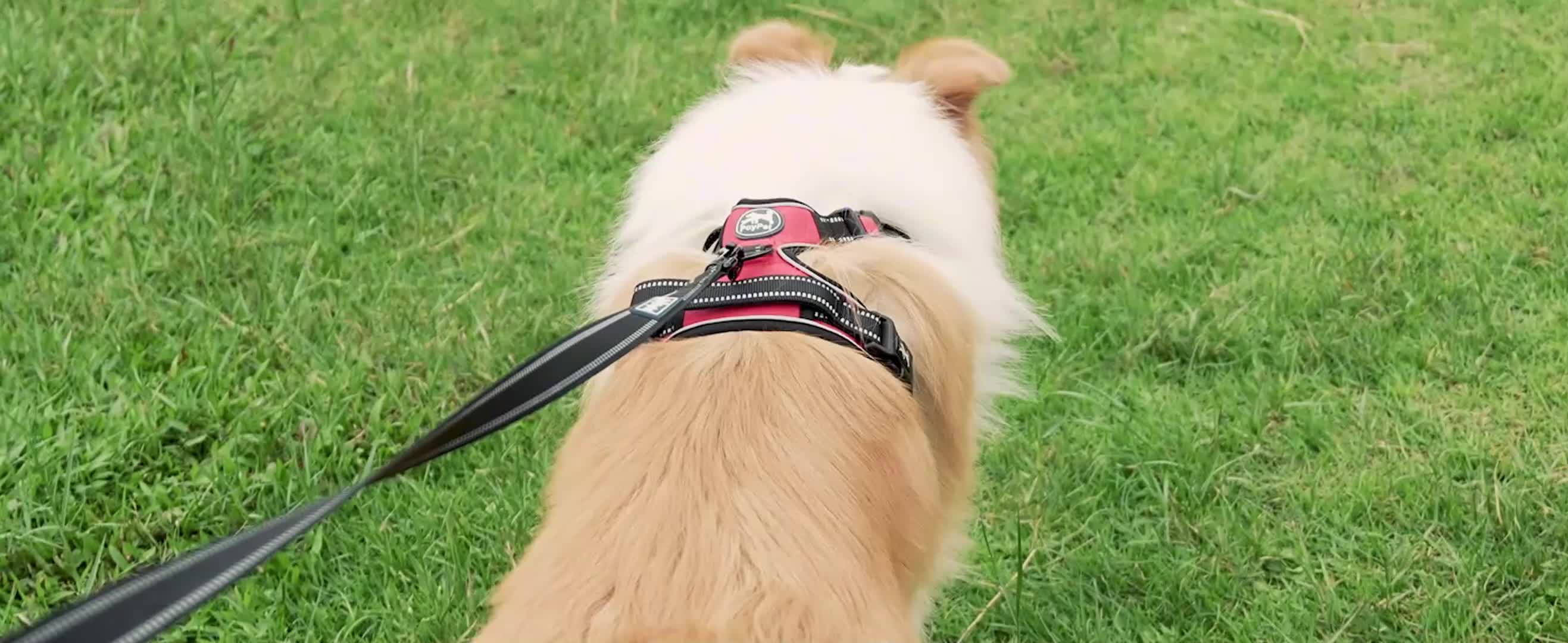 ❤️首抜け防止首かしげ加工ボディ❤️STAY 価格❣️終了❣️➡︎未定❣️ Amazon | PoyPet 犬 ハーネス 胴輪 引っ張り防止 首が開ける