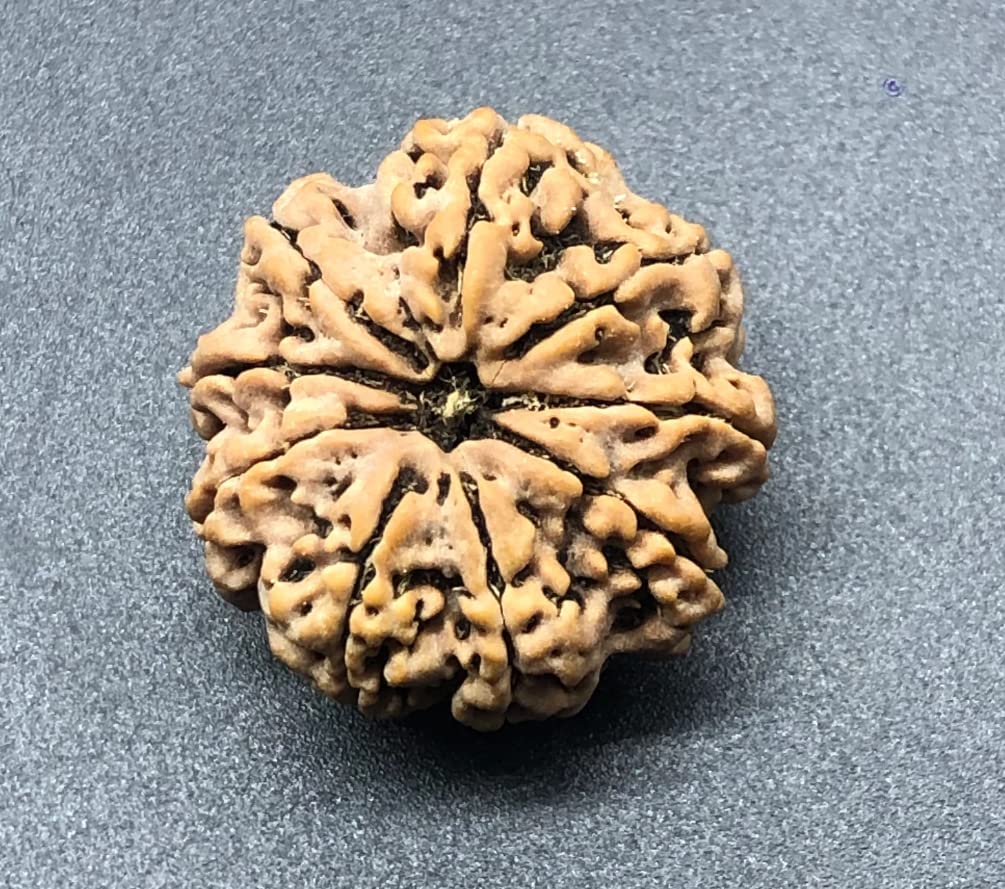 9 perles Mukhi de collection en graines de Rudraksha népalais de 26,78 mm