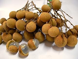 SEMI DI GERMINAZIONE: Longane Pflanze Dimocarpus Samling Tropical Obstbaum Bonsai Exotische Dragon Eye ~
