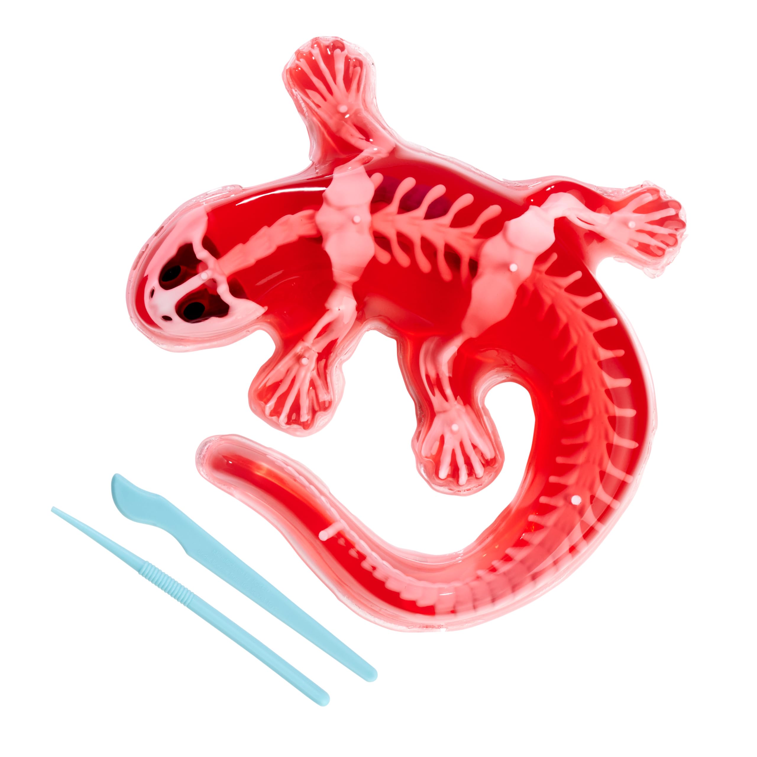 Simba Scout Dissect-It Salamander, Dissecting, 14 cm, Skeleton and Organs to Assemble, Refill Kit, Tools, from 5 Years