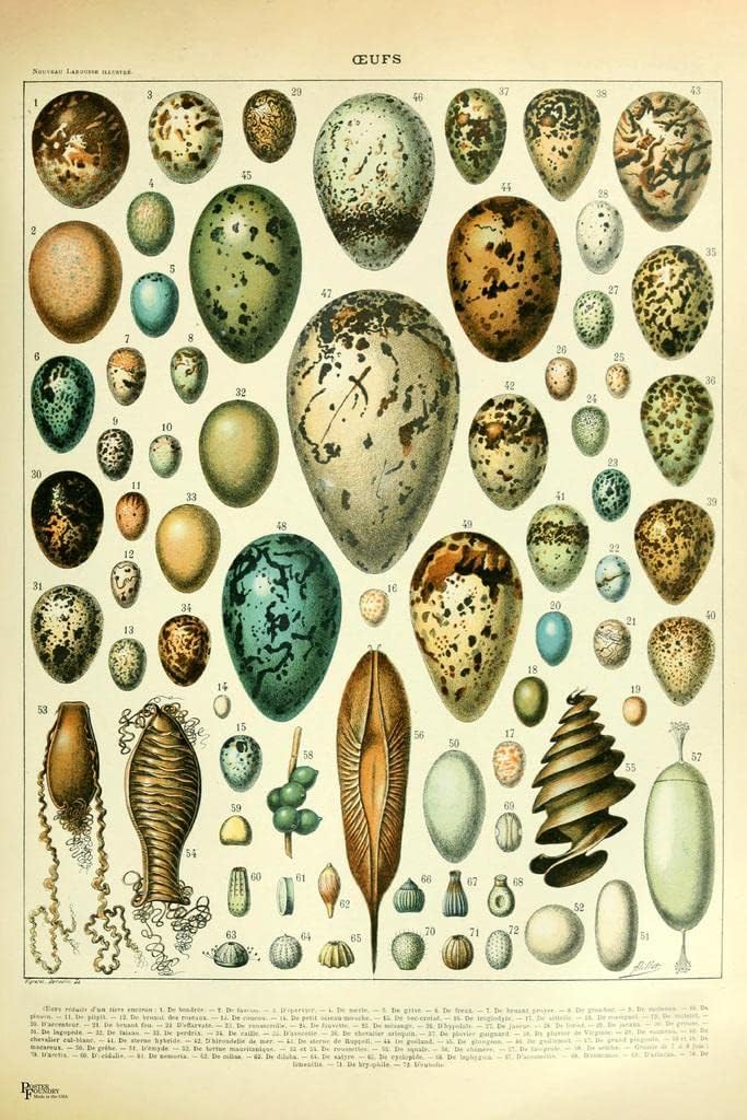 Laminated Colorful Eggs Oeufs Birds Cottagecore Room Decor Chart Bookplate Retro Botanical Nature Animal Vintage Aesthetic Indie Decor Science Education Kitchen Bedroom Poster Dry Erase Wall Art 24x36