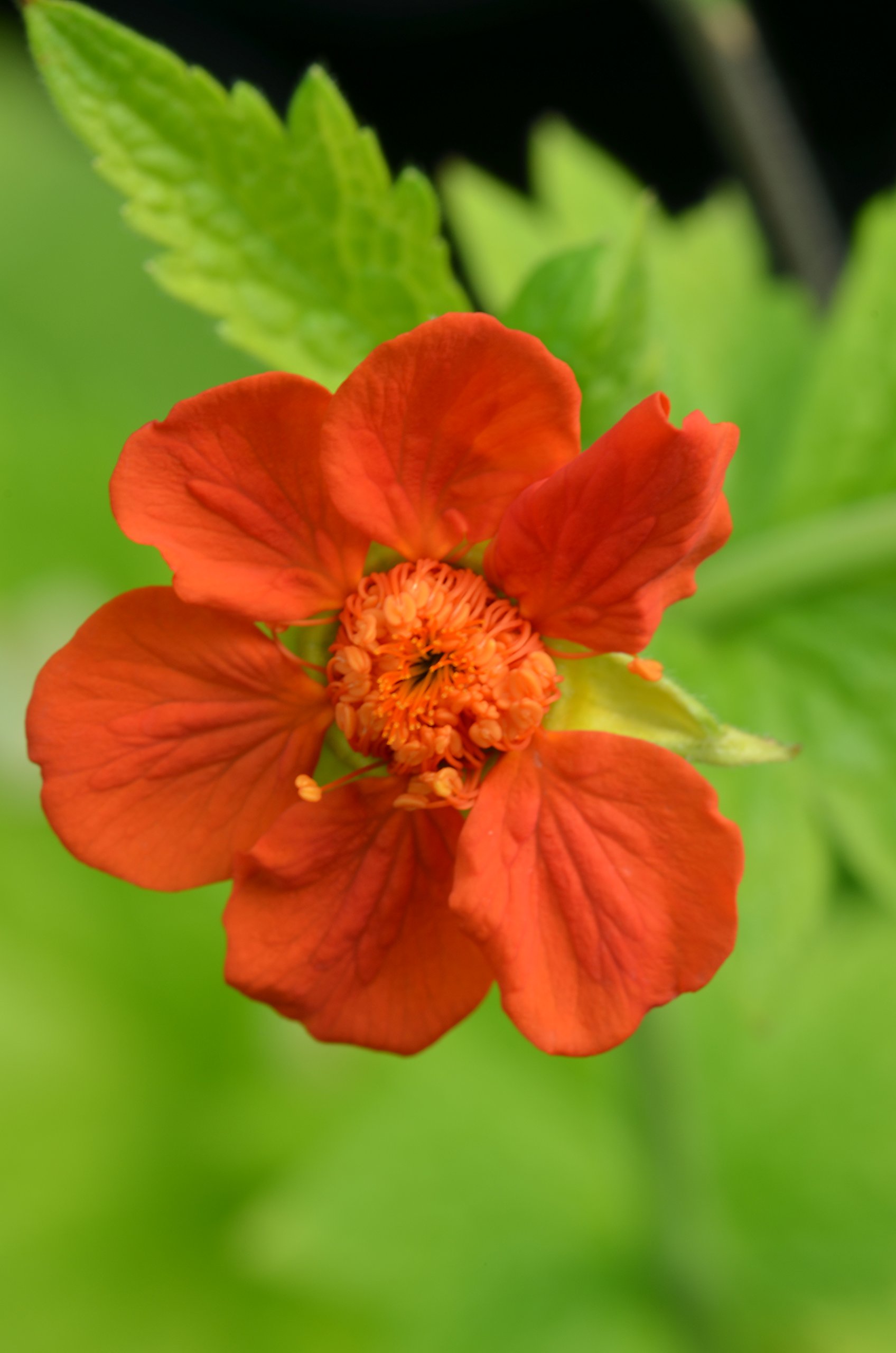 Geum coccineum 'Eos'