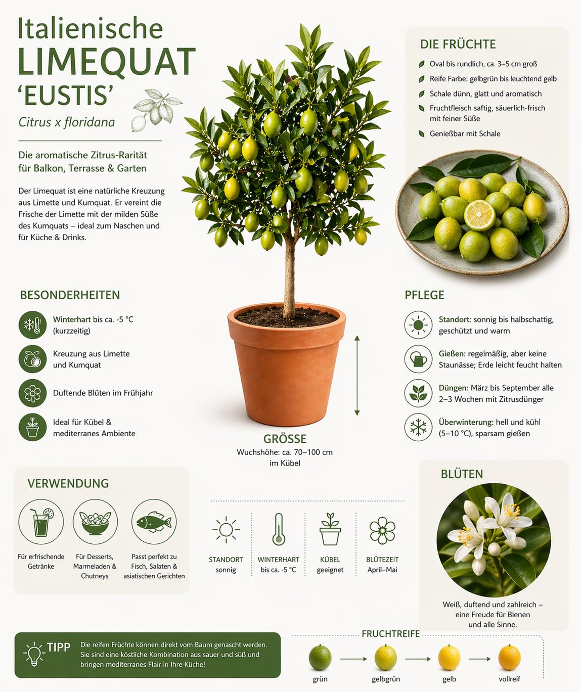 Italienische Limequat - Citrus x floridana, 70-100 cm, Exotischer Zitrusbaum, Pflegeleicht & Ertragreich, Ideal für Terrasse & Wintergarten