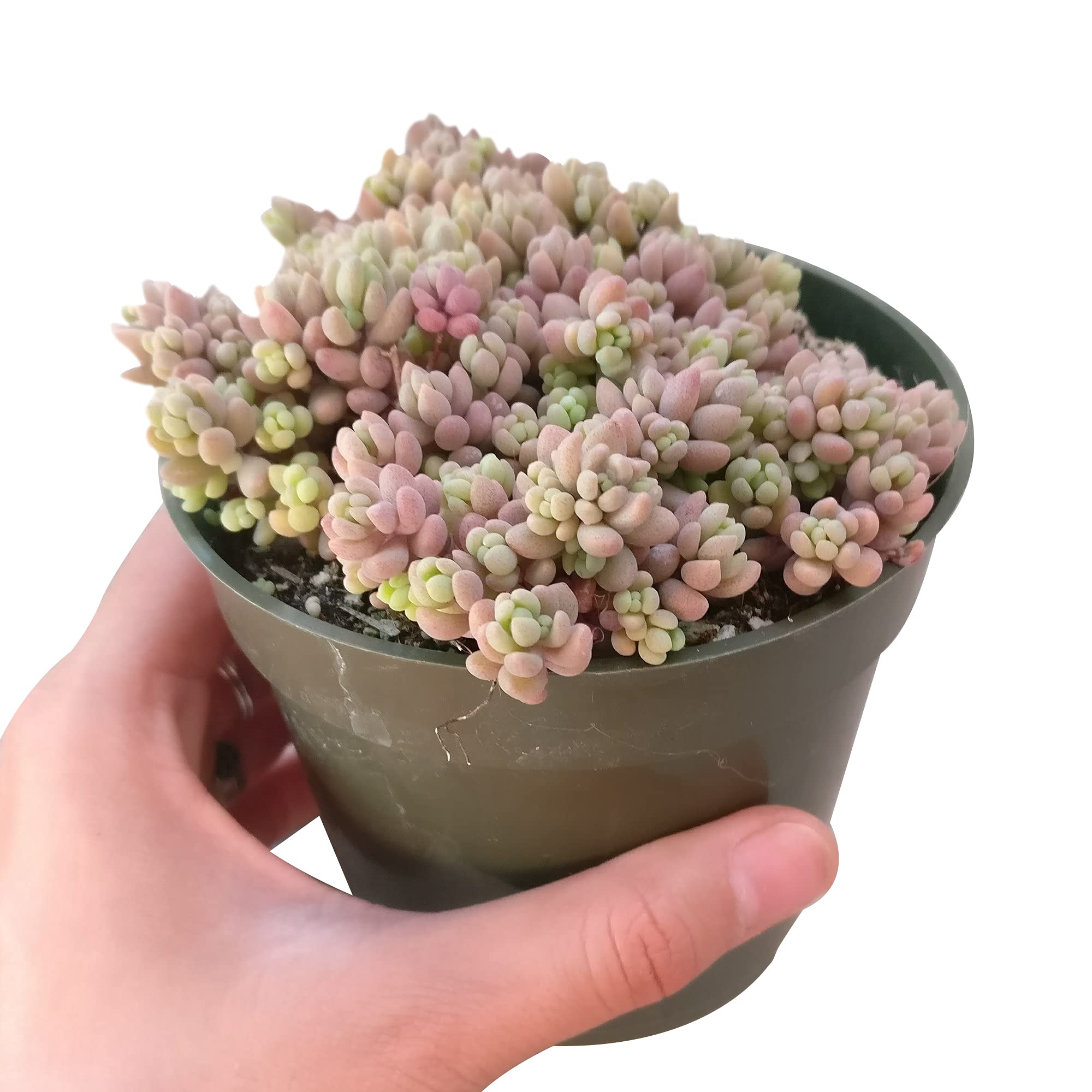 DH7 Enterprise Sedum dasyphyllum Minor Corsican Stonecrop (4 inch)