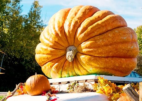 Miniatura 2 de Semillas gigantes de calabaza titán, 10 semillas para plantar semillas de calabaza de huerto