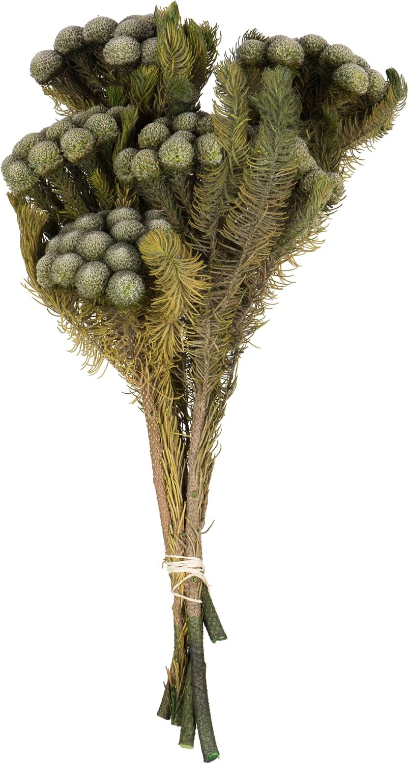 Vickerman 12-16" Violet Brunia, 4 oz Bundle, Preserved