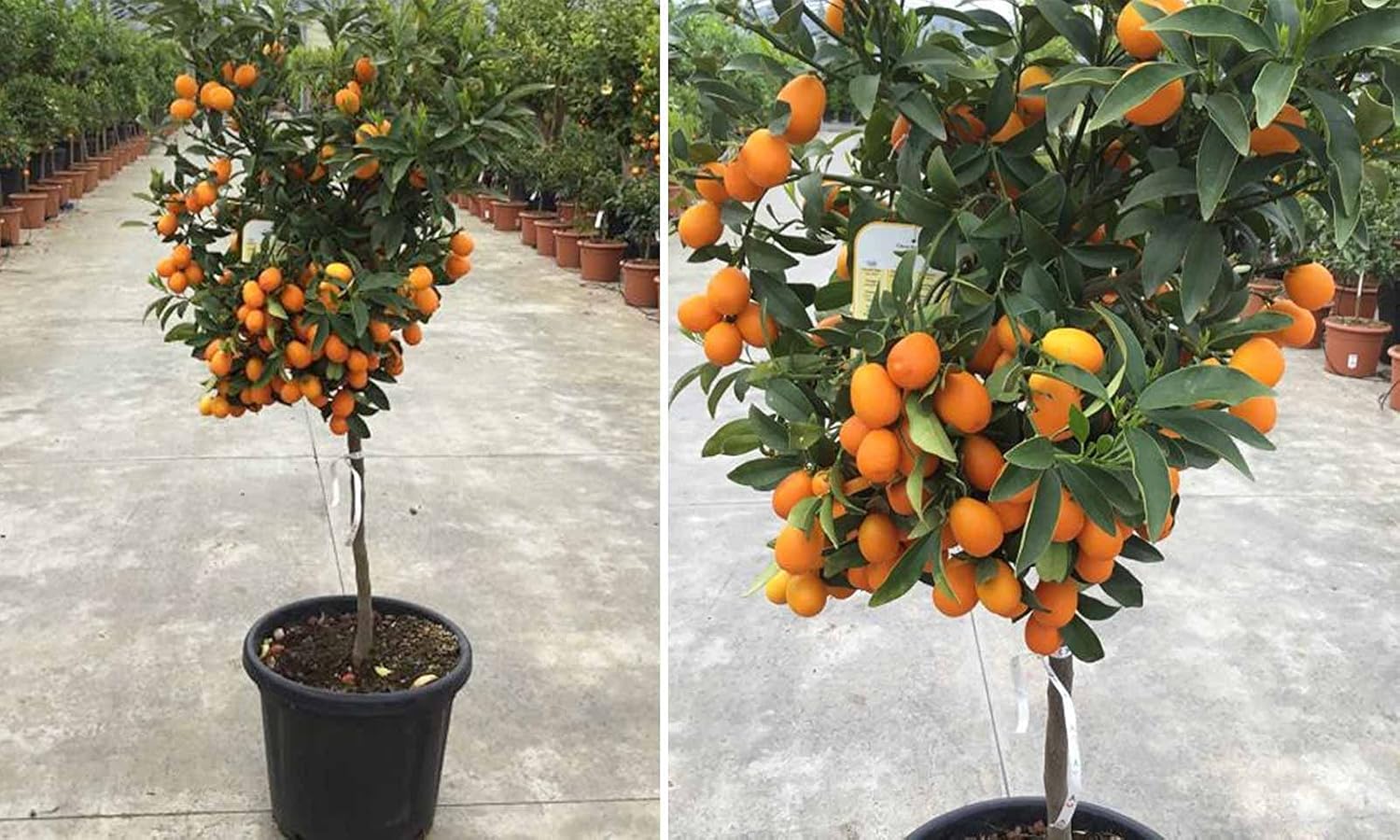 Grafted Kumquat Fruit Tree, Live Plant in Pot, (Grafted Meiwa Sweet, 5 Gallon 3-4 Feet Tall - Semi Dwarf)