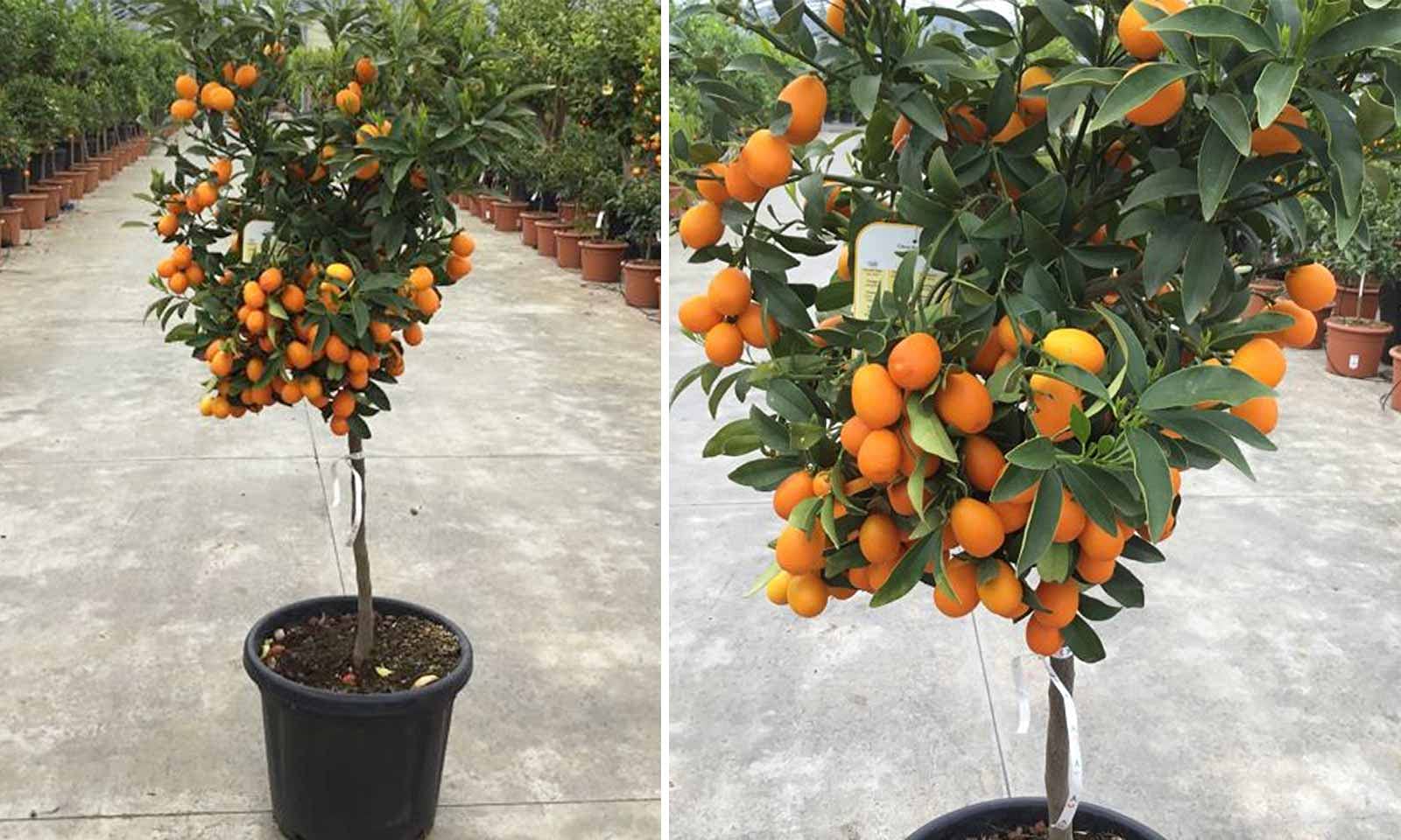 35 Seeds Dwarf Meyer Lemon Tree indoor/outdoor (B0BQ8PPTP8) Amazon Price History, Amazon Price Tracker