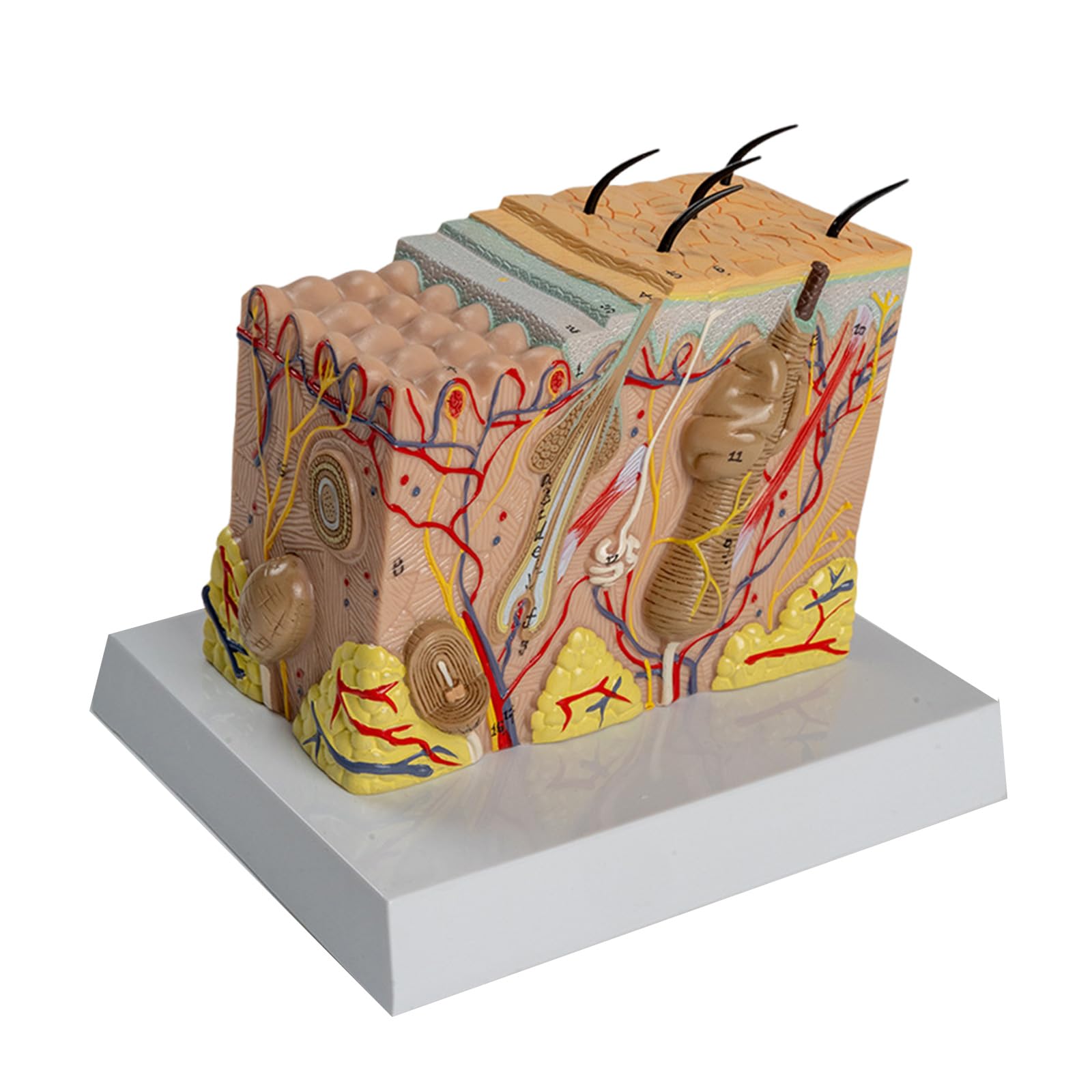 Modelo anatómico de la piel Estructura de la piel humana Modelo de anatomía Ayudas para la enseñanza médica para estudio de enfermedades Informe de conferencia médica Estructura diseccionable