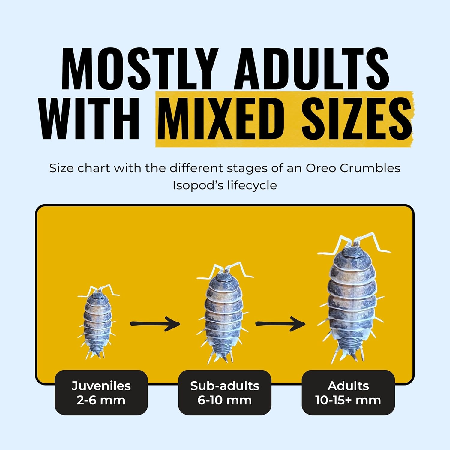 Creation Cultivated 12+ Oreo Crumbles Isopods Live - Live Bugs for Bioactive Terrarium, Vivarium Clean-up Crews, and Reptile Food - Easy-Care Isopods for Terrarium