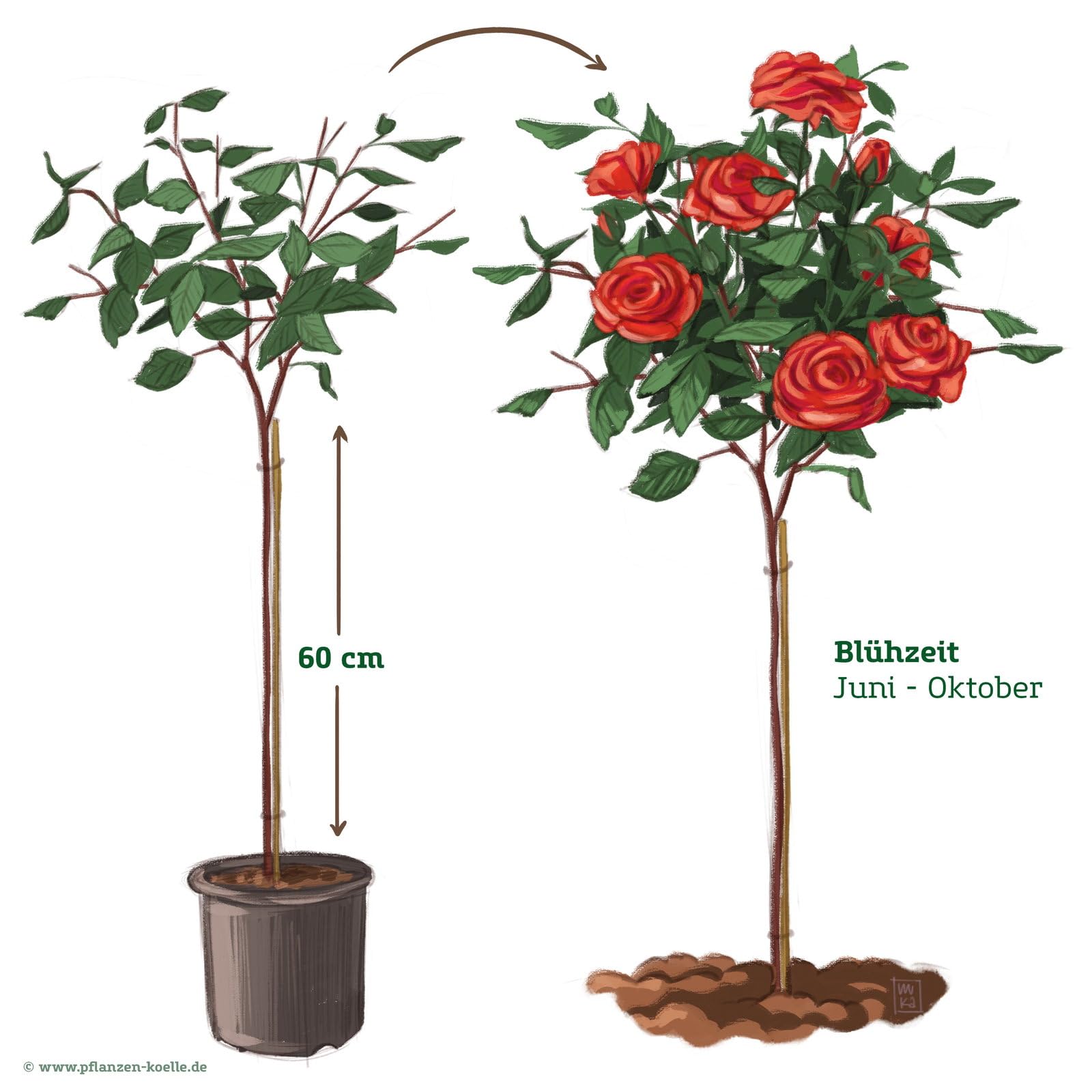 Stammrose 'Till Eulenspiegel®', Beetrose, rot, Stammhöhe 60cm, Topf 7,5 Liter