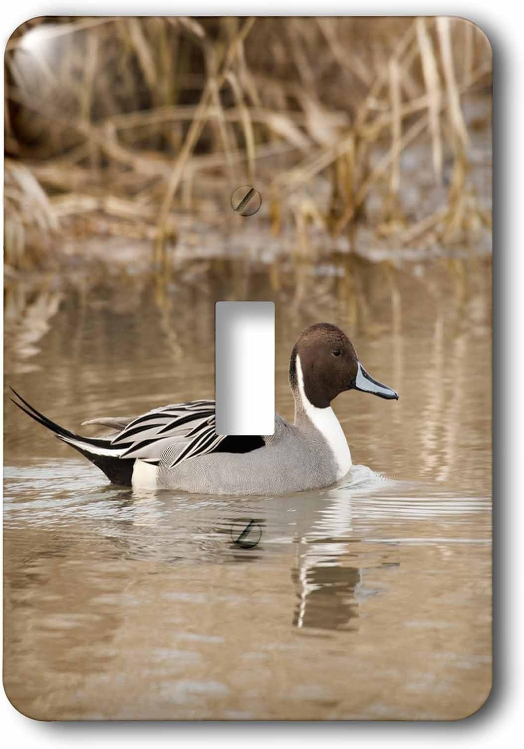 3dRose lsp_93944_1 Oregon, Baskett Slough Nwr, Northern Pintail Duck Us38 Rbr0145 Rick A. Brown Single Toggle Switch