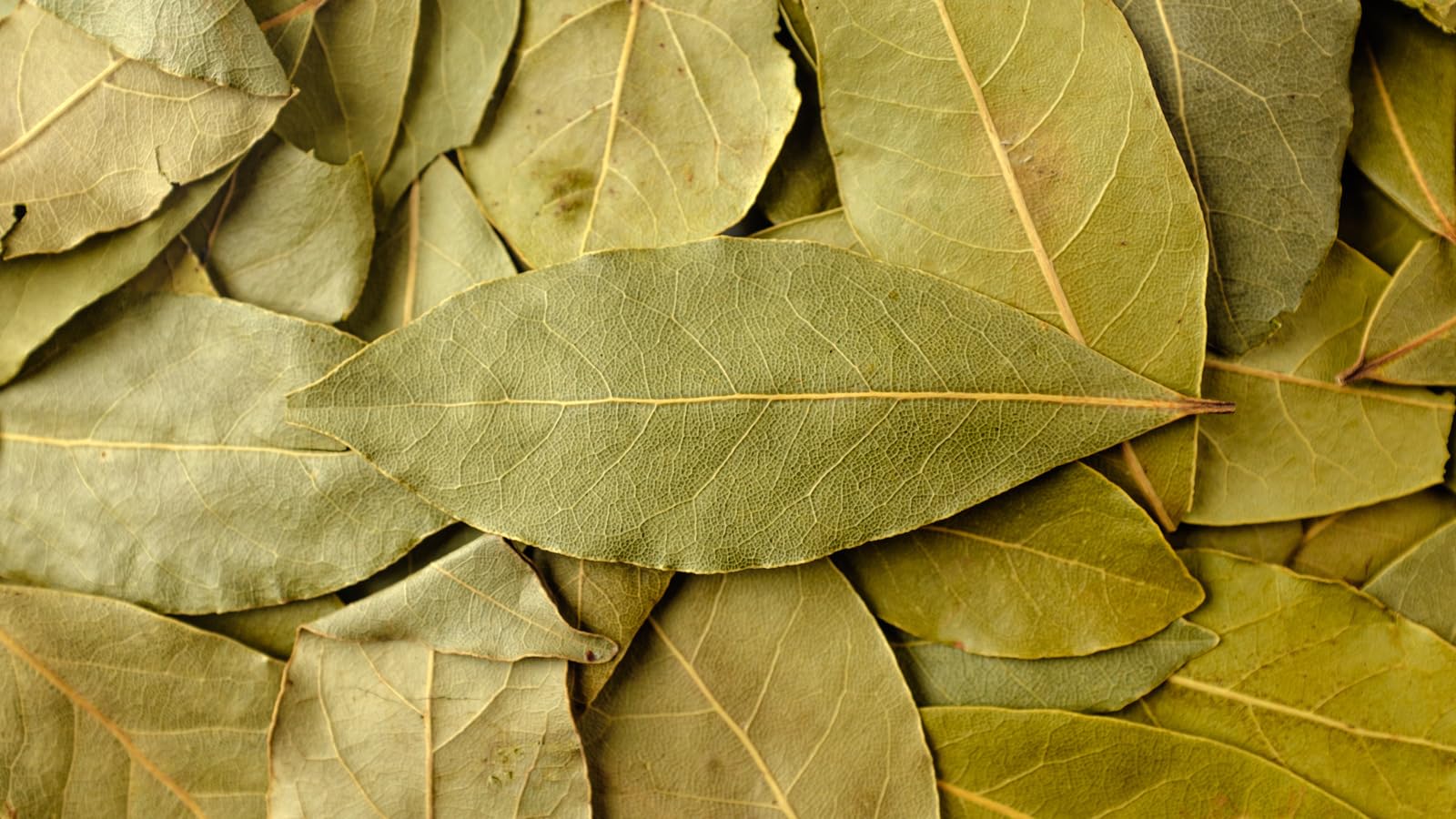 THARUNI bay leaf/bay laurel/sweet bay/Tej Patta whole spice (200) (B0C96JQLRV) Amazon Price History, Amazon Price Tracker