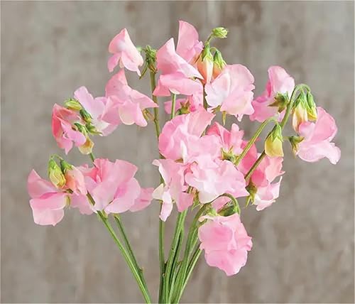 Miniatura 5 de Semillas de jardín Semillas de flor Lathyrus Latifolius Semillas 50+ Semillas de guisantes dulces Mezcla de macetas de interior Plantación de flores