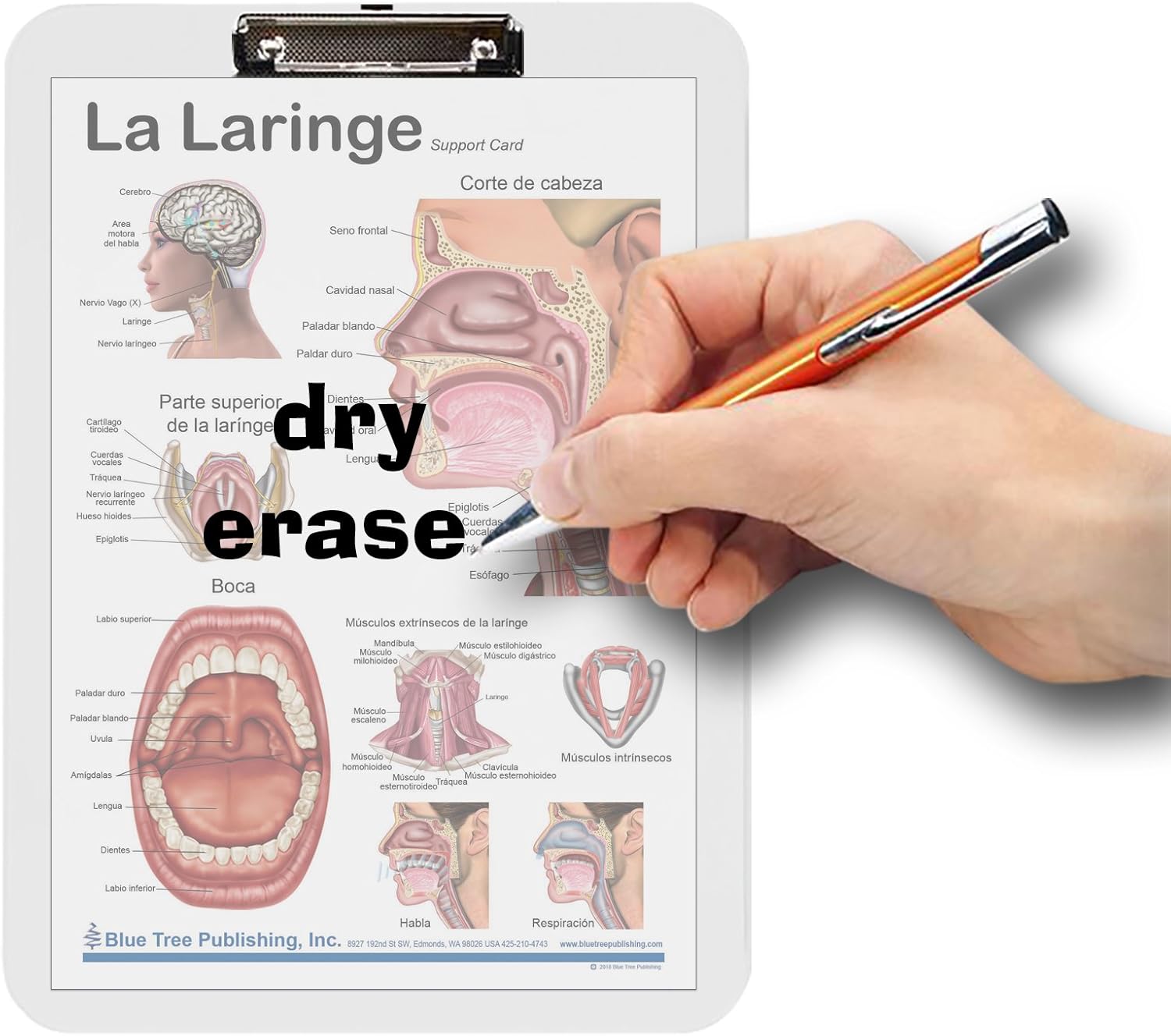 Larynx La Laringe Clipboard Spanish with Larynx air freshener