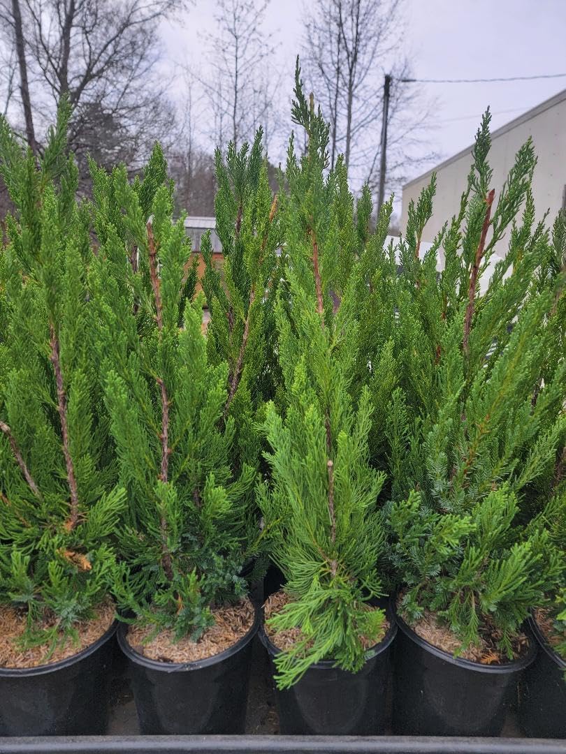 Hollywood Juniper Tree - Live Plant - (2.5 QT)