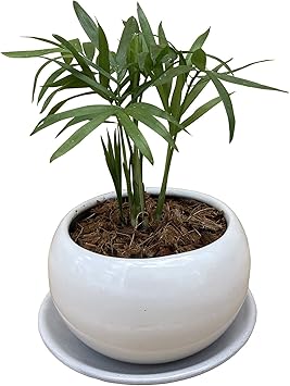 Amazon 花のギフト社 テーブルヤシ 陶器 鉢植え 観葉植物 インテリア 小物 背景 癒し 白 観葉 花のギフト社 観葉植物 Amazon 花のギフト社 テーブルヤシ 陶器 鉢植え 観葉植物 インテリア 小物 背景 癒し 白 観葉 花のギフト社 観葉植物