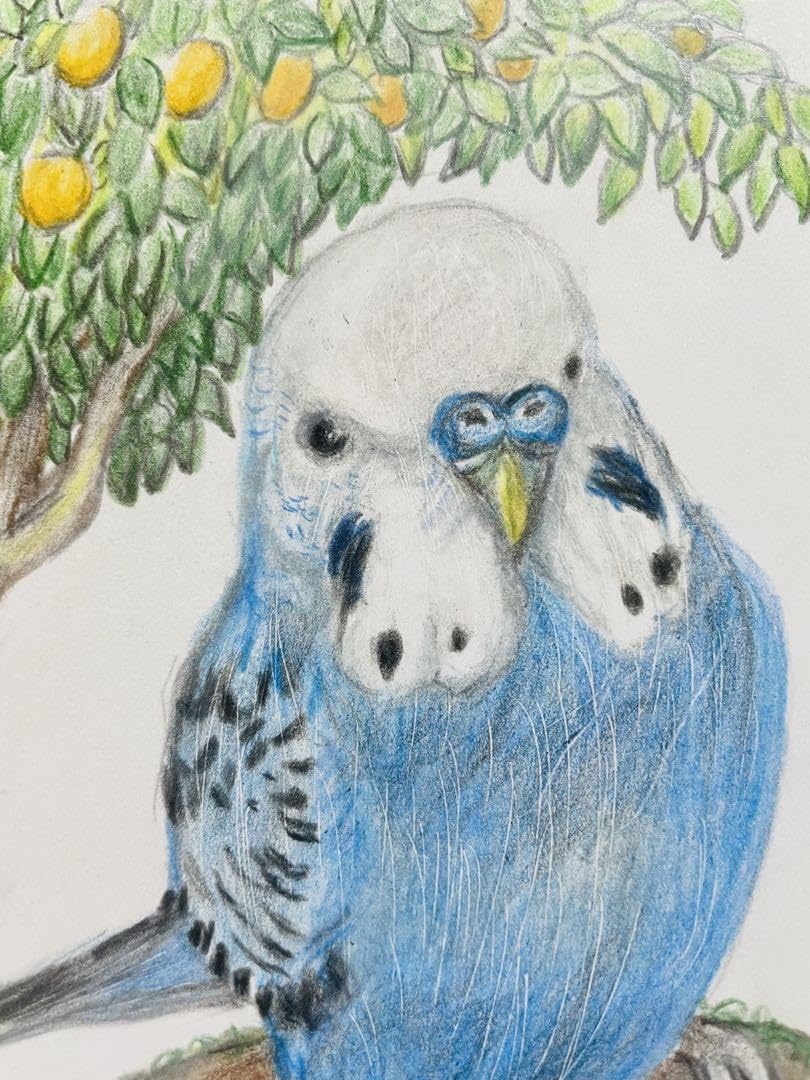 Amazon.co.jp: 色鉛筆画 リアルで可愛いセキセイインコ 葉書サイズ