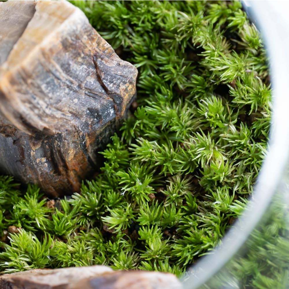 あっちゃん コケ各種6パックとホソバゴケ1トレー あっちゃん様専用