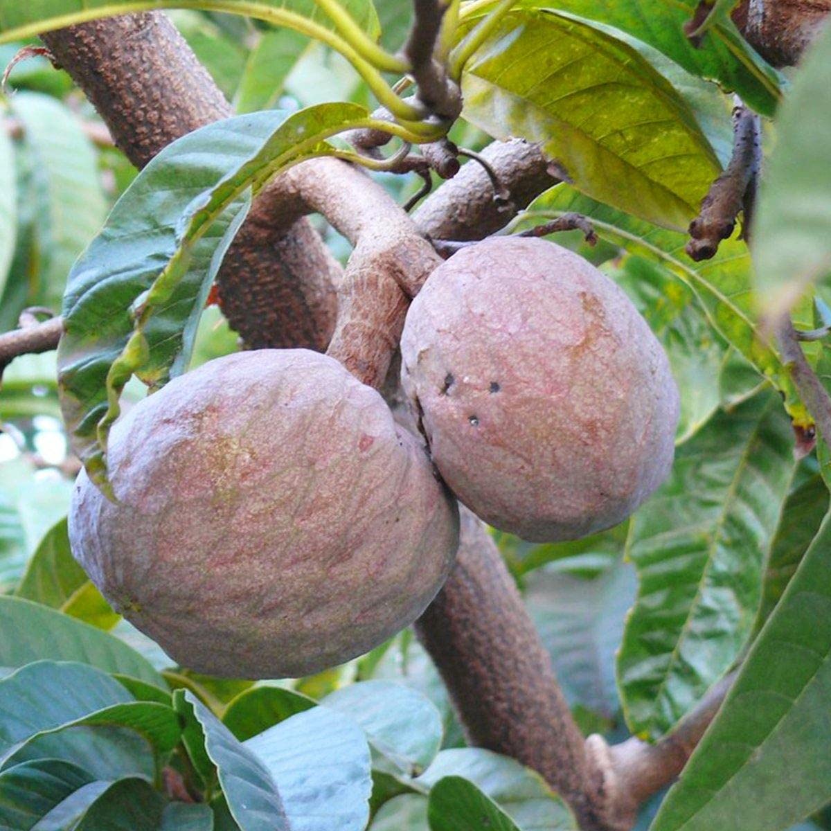 Florona Rare Dwarf Red Bullock Heart Custard apple Annona Reticulata Ramphal 1 Healthy Live Plant Seedling (B09ZB387K5) Amazon Price History, Amazon Price Tracker
