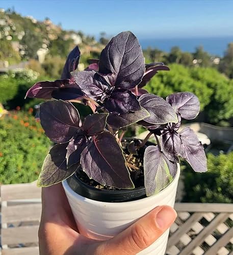 Miniatura 2 de 300+ Albahaca morada ornamental de interior - Hierba