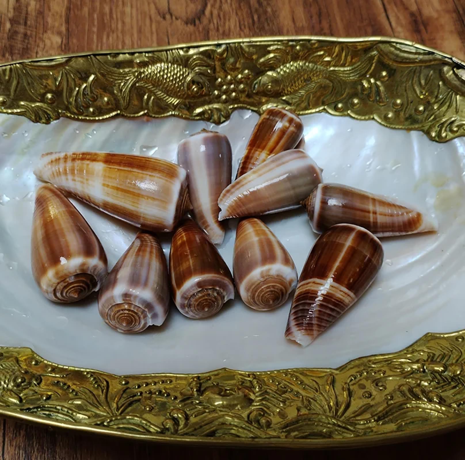 Conchiglie per decorazione, 3 pezzi, 4-6 cm, cono, conchiglie naturali per feste a tema spiaggia, artigianato, vasi, riempitivi per la casa o come decorazione per matrimoni