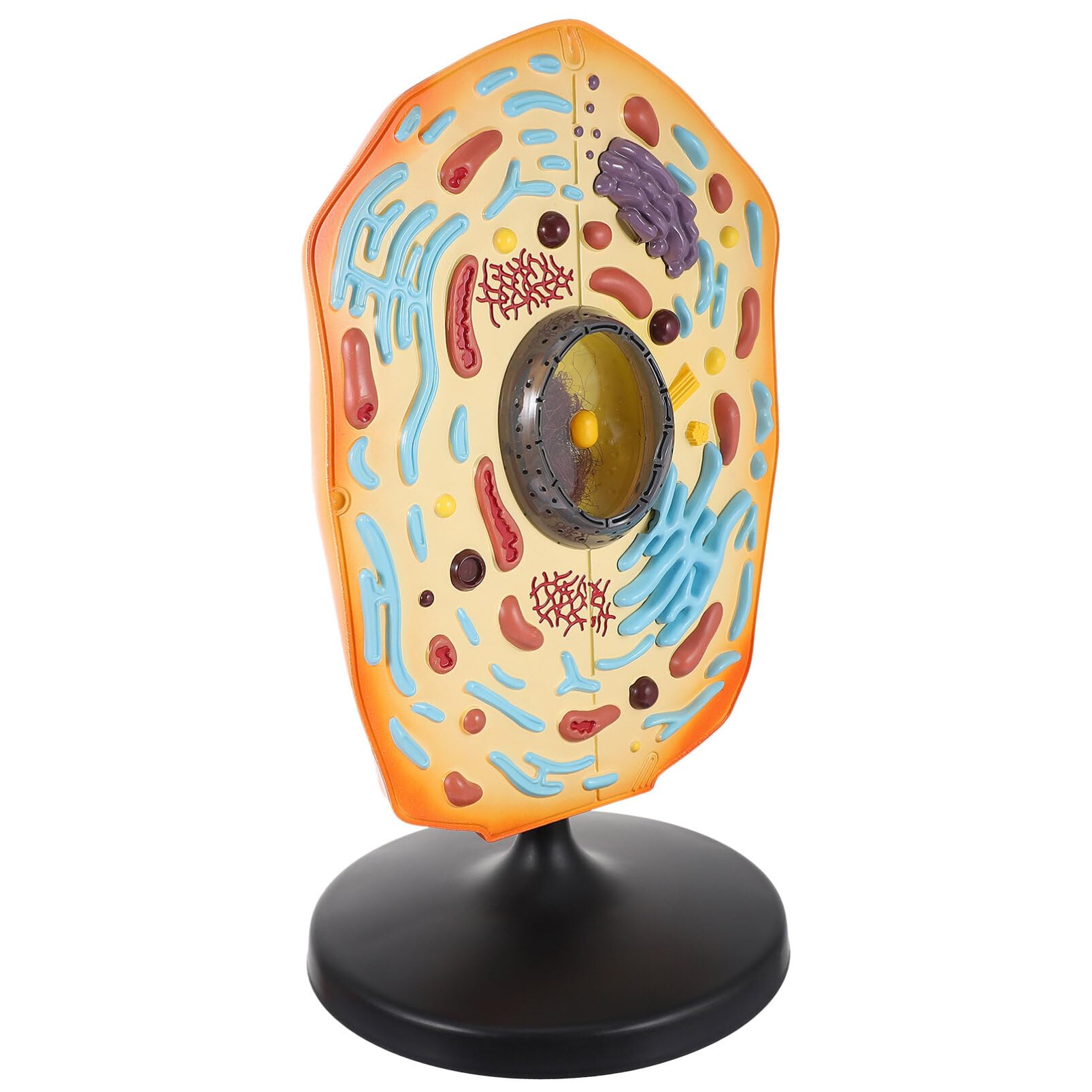 Scicalife Animal Cell Model: Educational Model for Middle School Students - Biology Teaching Tool