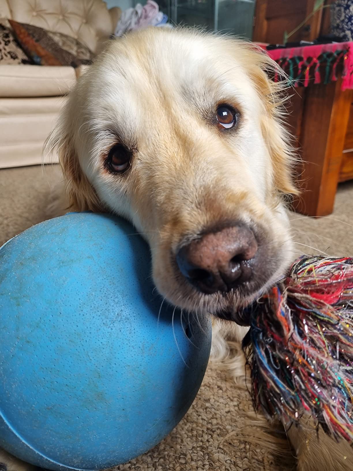 Jolly Pets RompnRoll Rope and Ball Dog Toy, 8 Inches/Large, Blueberry, All Breed Sizes