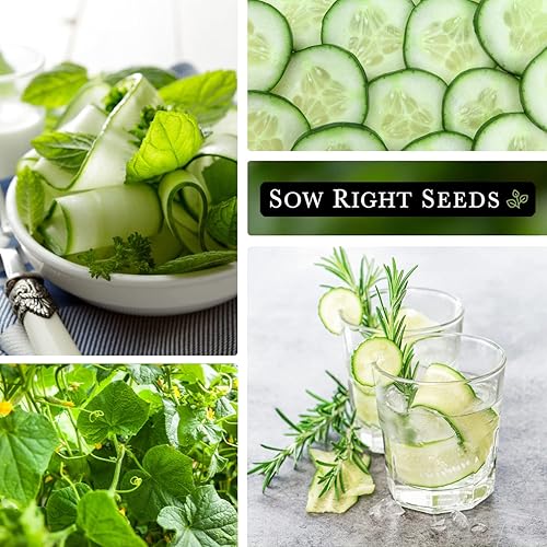 Miniatura 4 de Sow Right Seeds - Semillas de pepino Beit Alpha para plantar - Paquete de reliquia sin OMG con instrucciones para plantar y cultivar un huerto