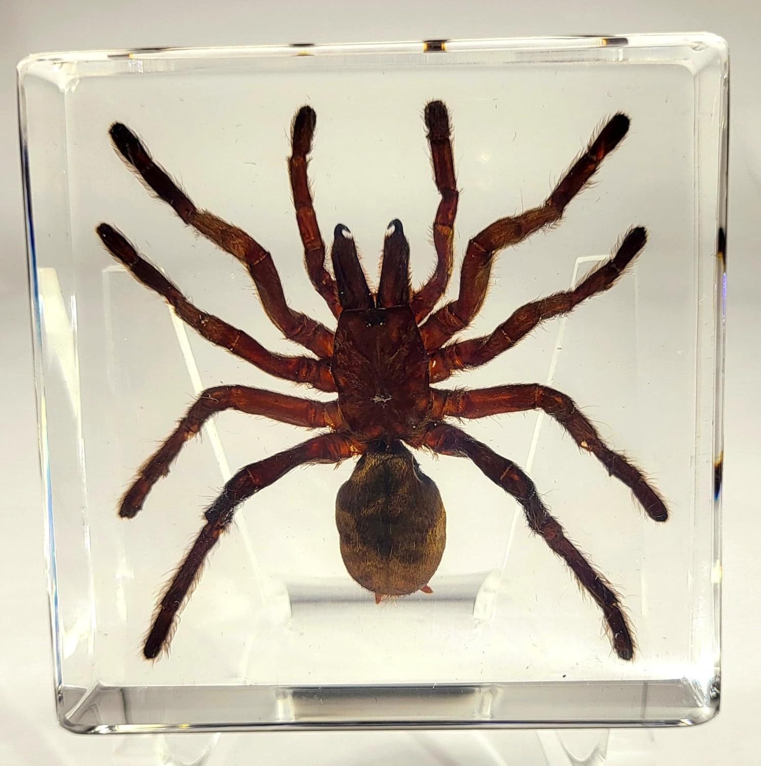 2.9" Real Tarantula Selenocosmia Huwena Spider in Crystal Clear Lucite Resin Specimen Preserved Halloween Paperweight Arachnoids Taxidermy Collection for Biology Science Education Desk Display
