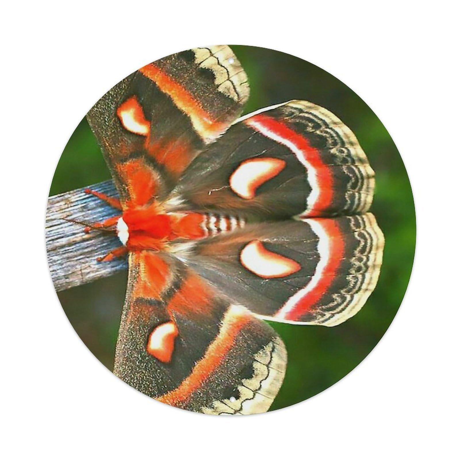 Insect Robin Moth Vintage Metal Tin Sign Plaque Wall Decor for Cafe, Club Bar, Office, Garden Metal Poster 8x8Inch