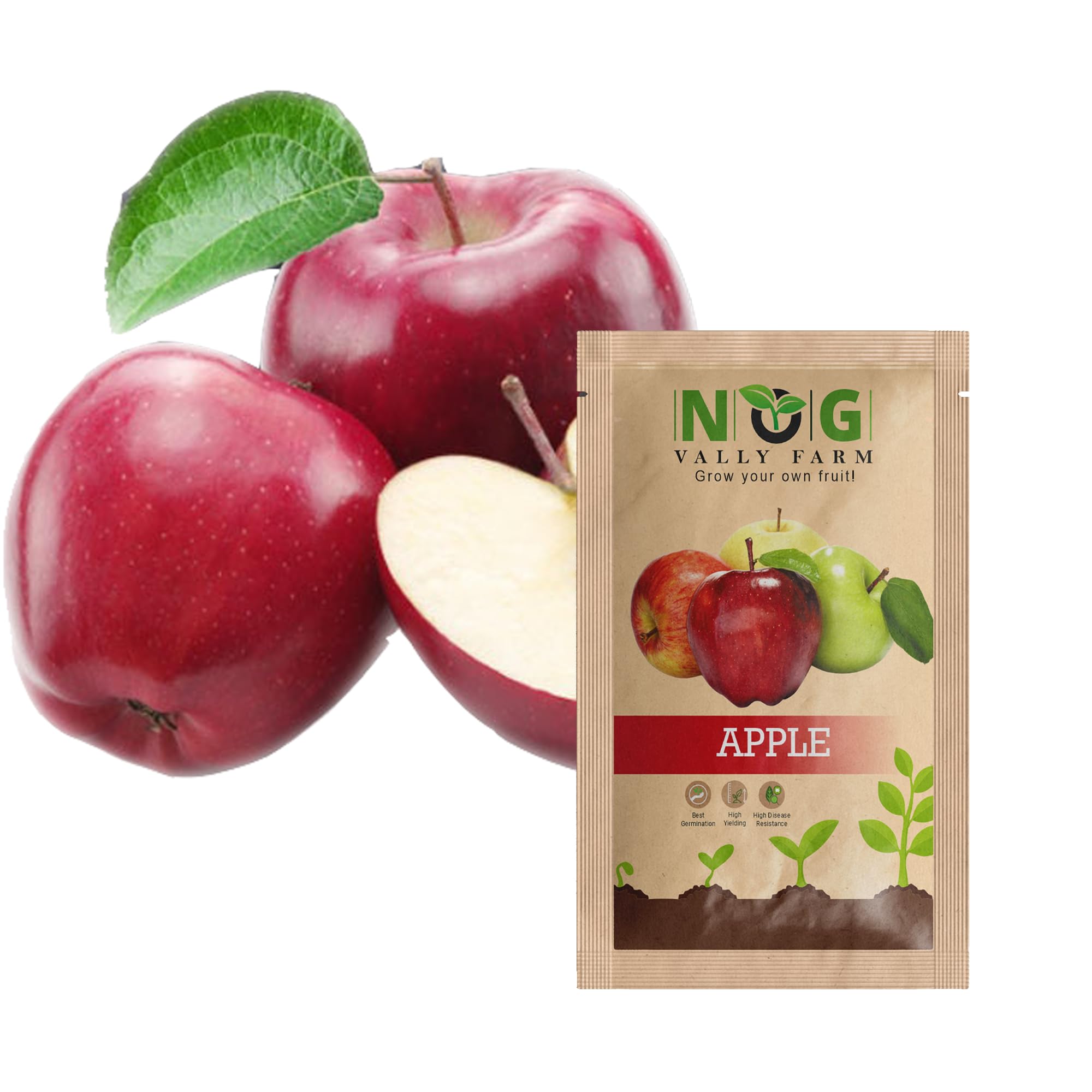 NOG VALLY FARM | Organic Apple Seeds Pack of-100 for Planting – Non-GMO Heirloom Seeds, High Germination Rate, Perfect for Home Gardening & Backyard Orchards, Easy to Grow | Gala Apple Seed