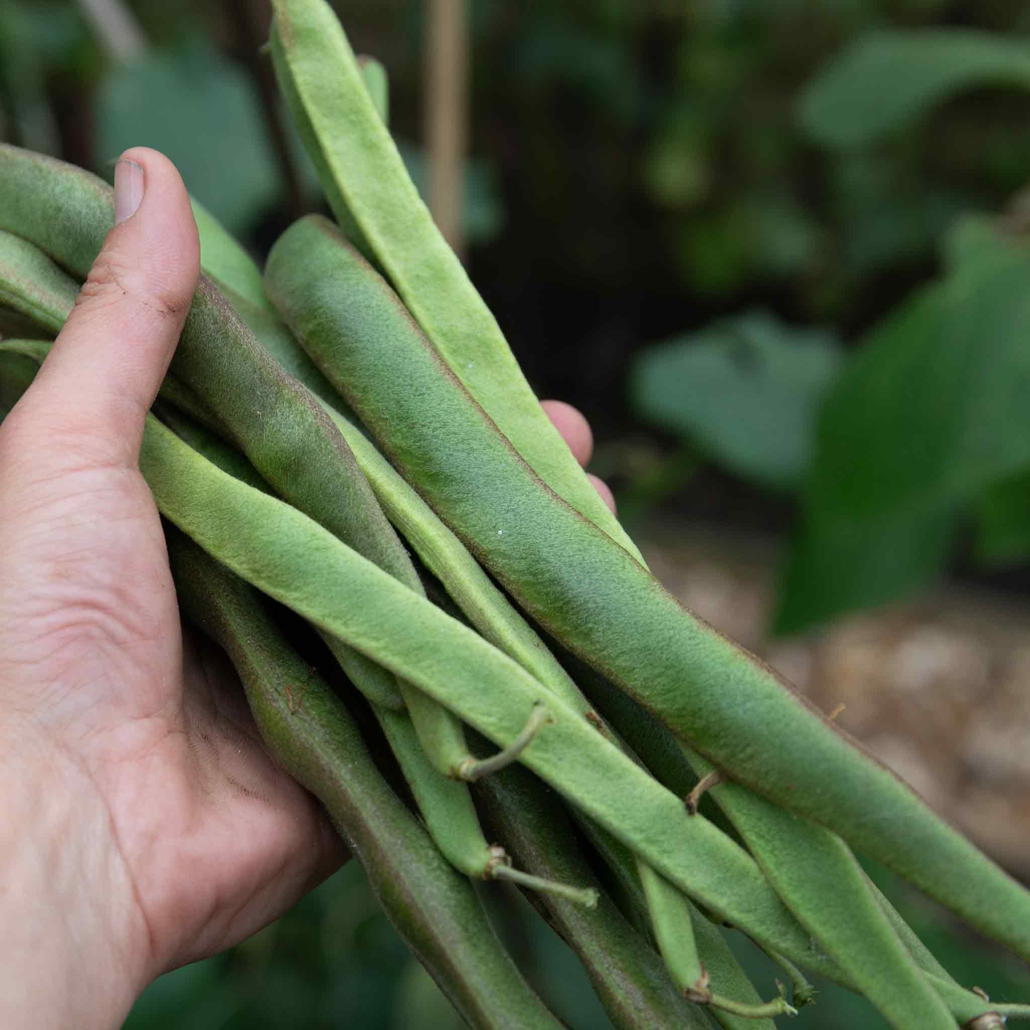 Marshalls Garden Enorma Runner Bean Seeds 50 Pack - Vigorous, High-Yield Variety