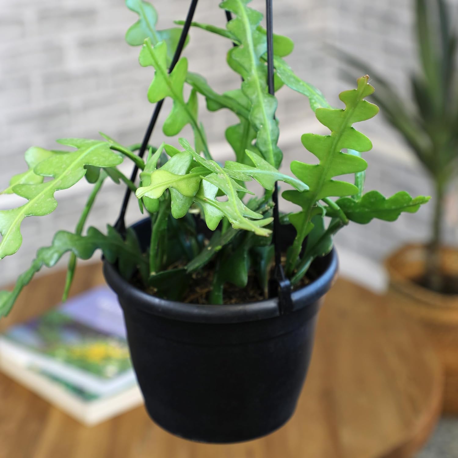 Zigzag Fishbone Cactus Plants Hanging Basket, Epiphyllum Plant, RIC Rac Cactus Plants Live Succulents Plants Live Houseplants, House Plants Indoors Live Indoor House Plants by Plants for Pets
